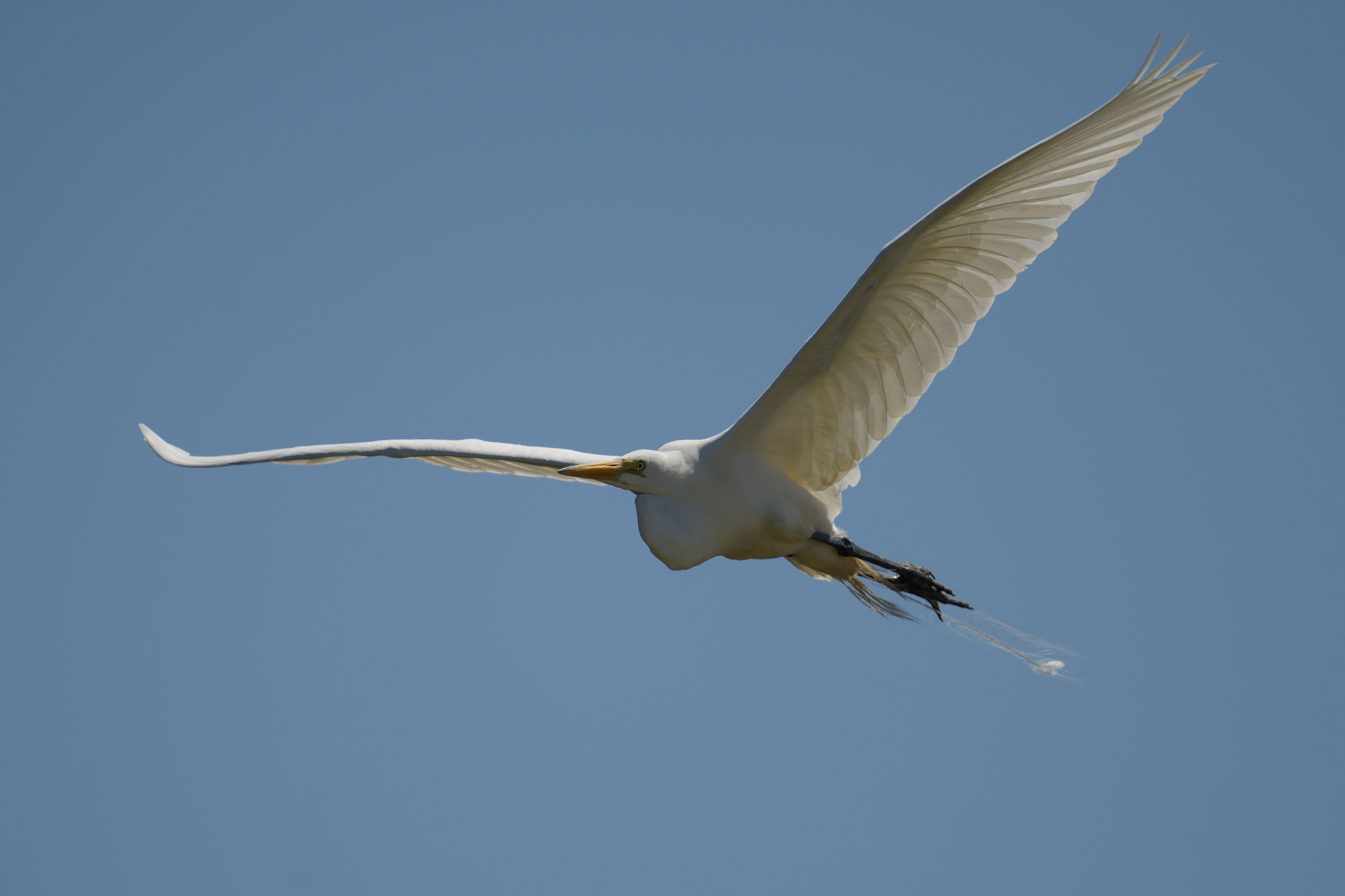 Sunnyvale Baylands Park