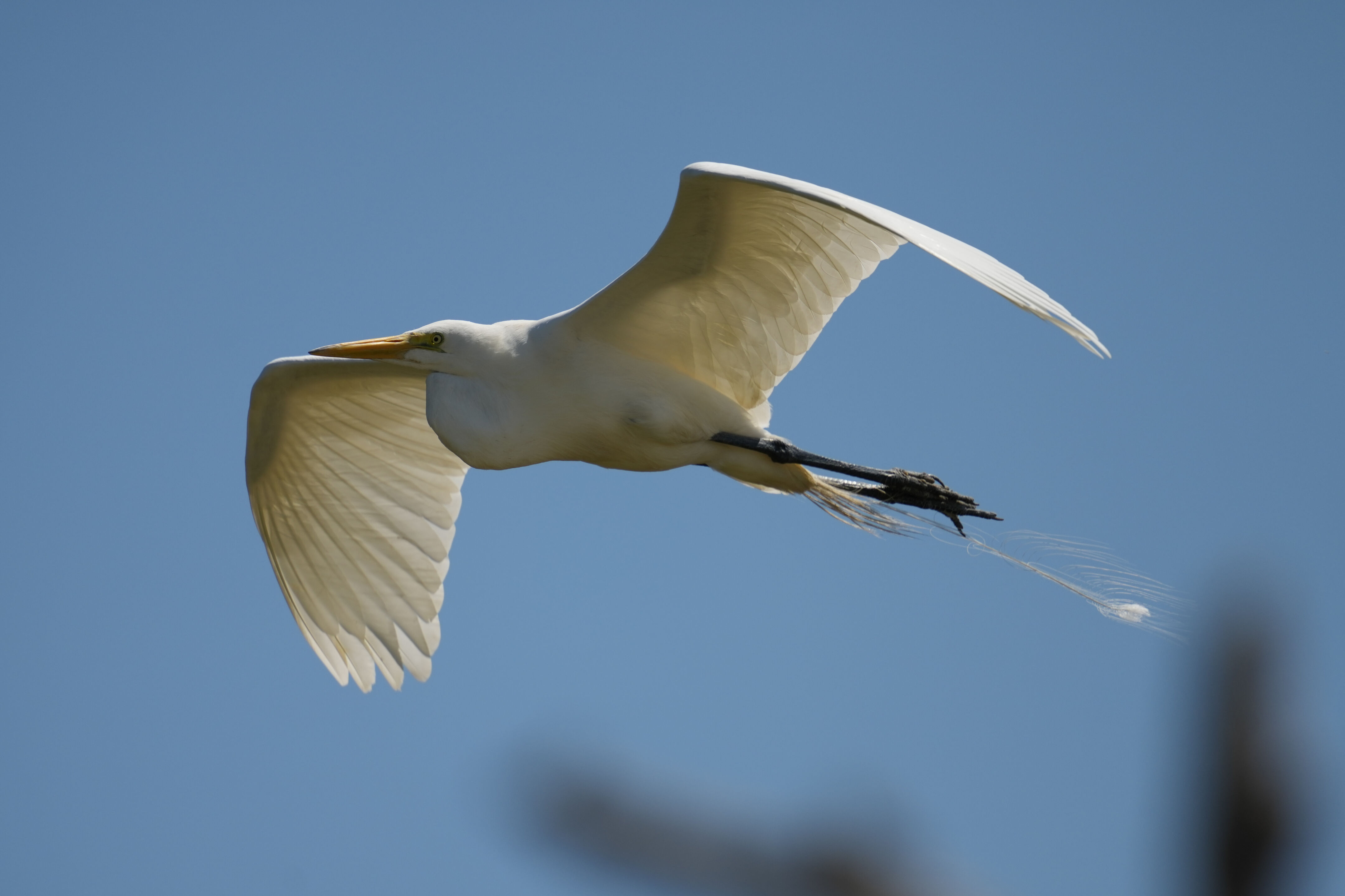 Sunnyvale Baylands Park