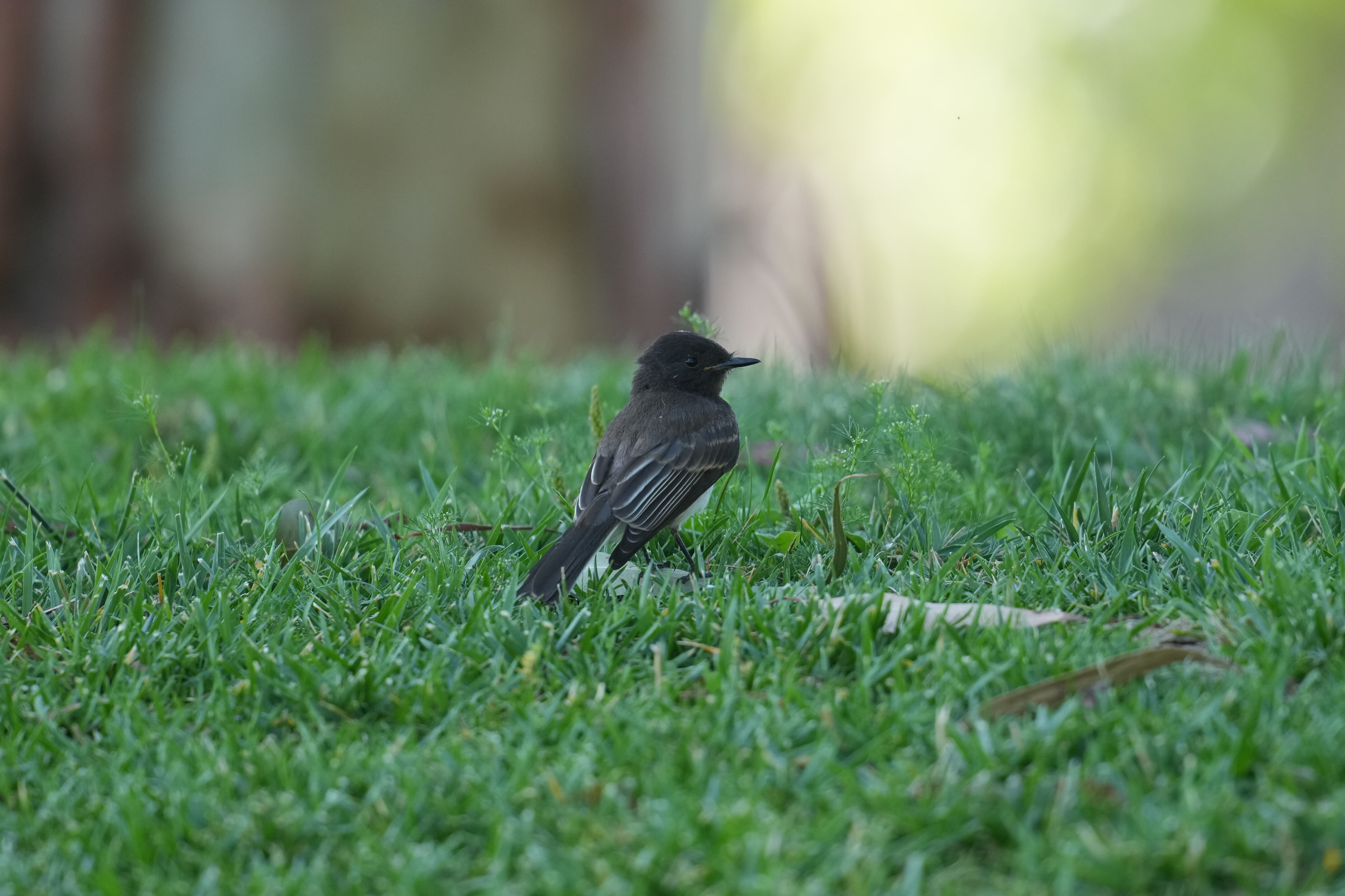 Sunnyvale Baylands Park