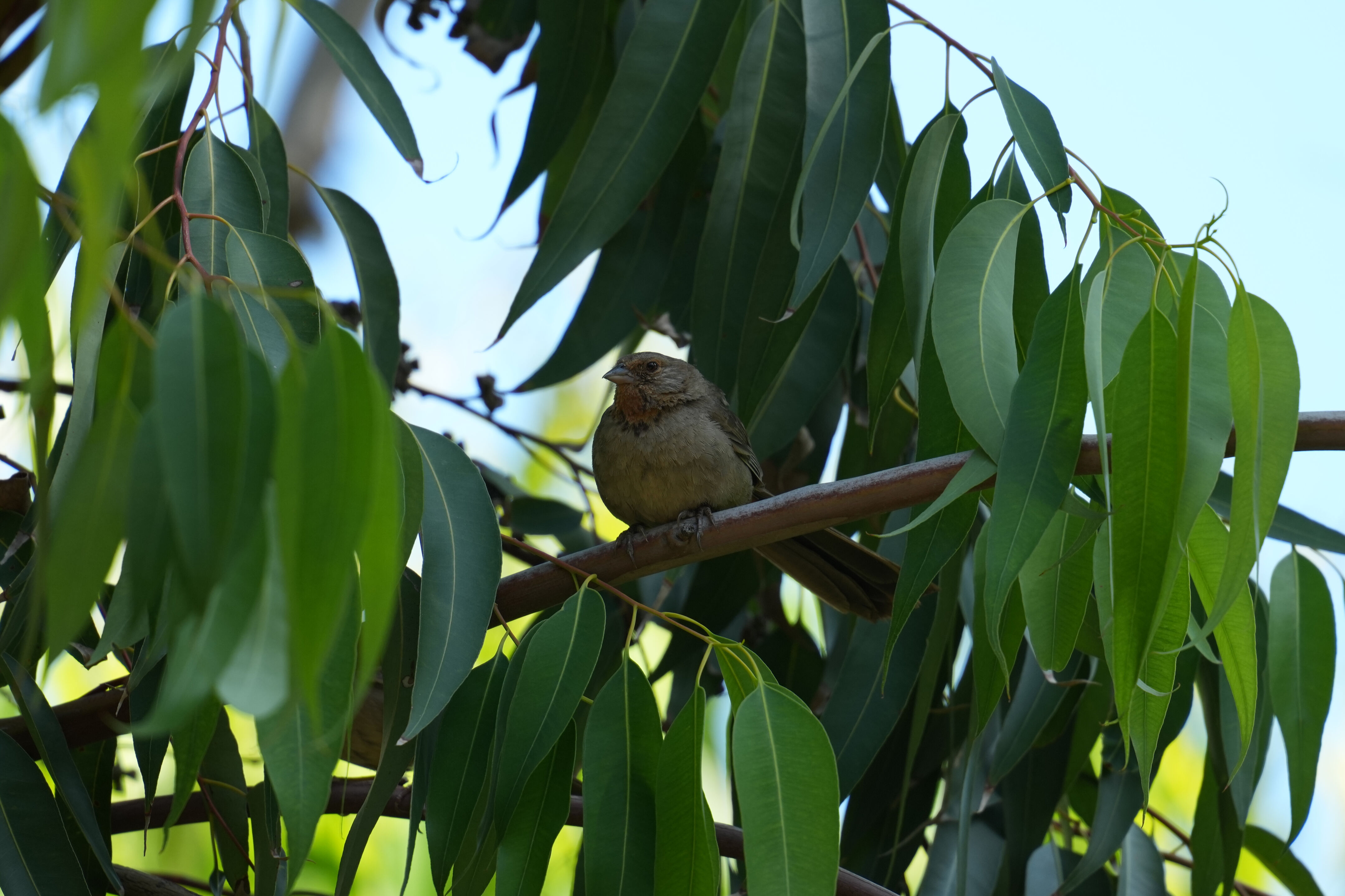 Sunnyvale Baylands Park