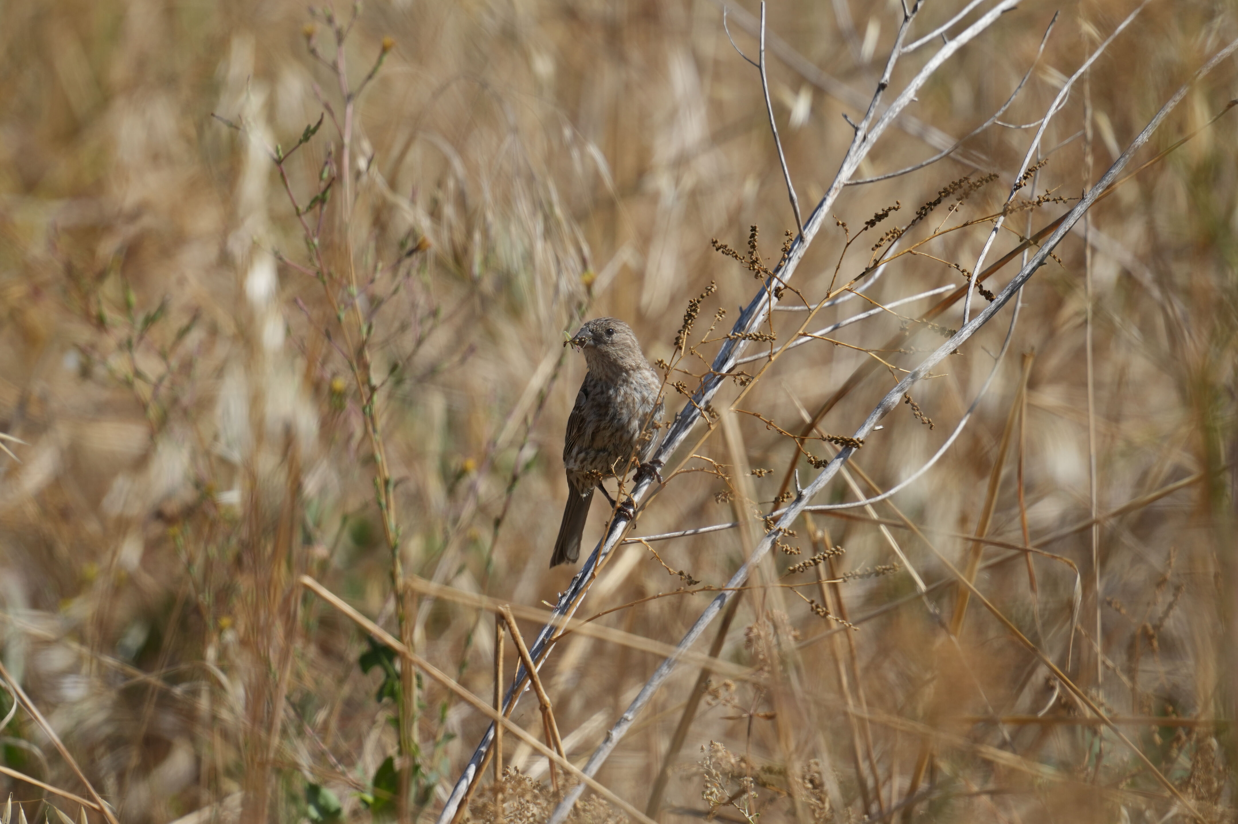 Sunnyvale Baylands Park