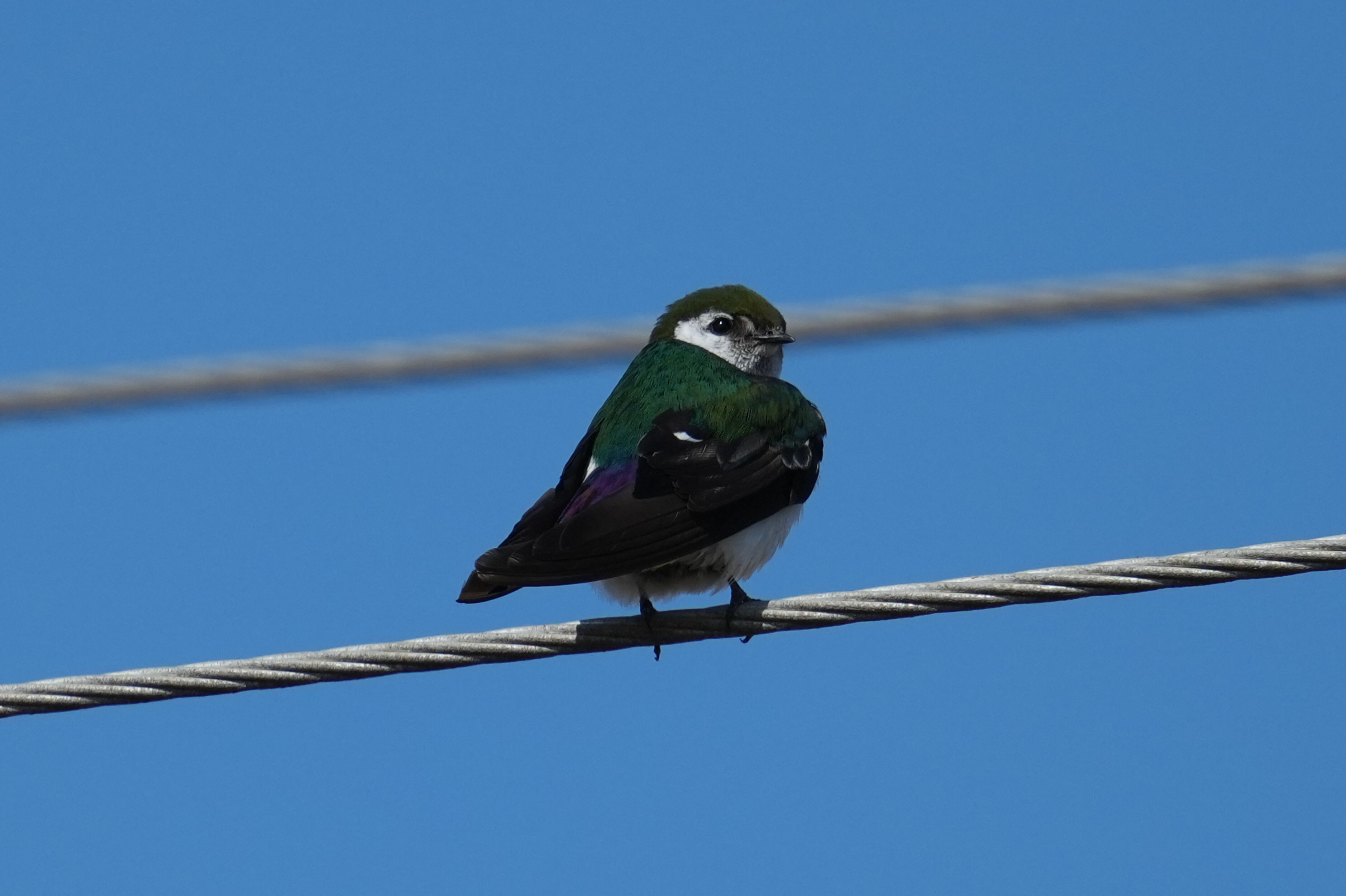 Sunnyvale Baylands Park