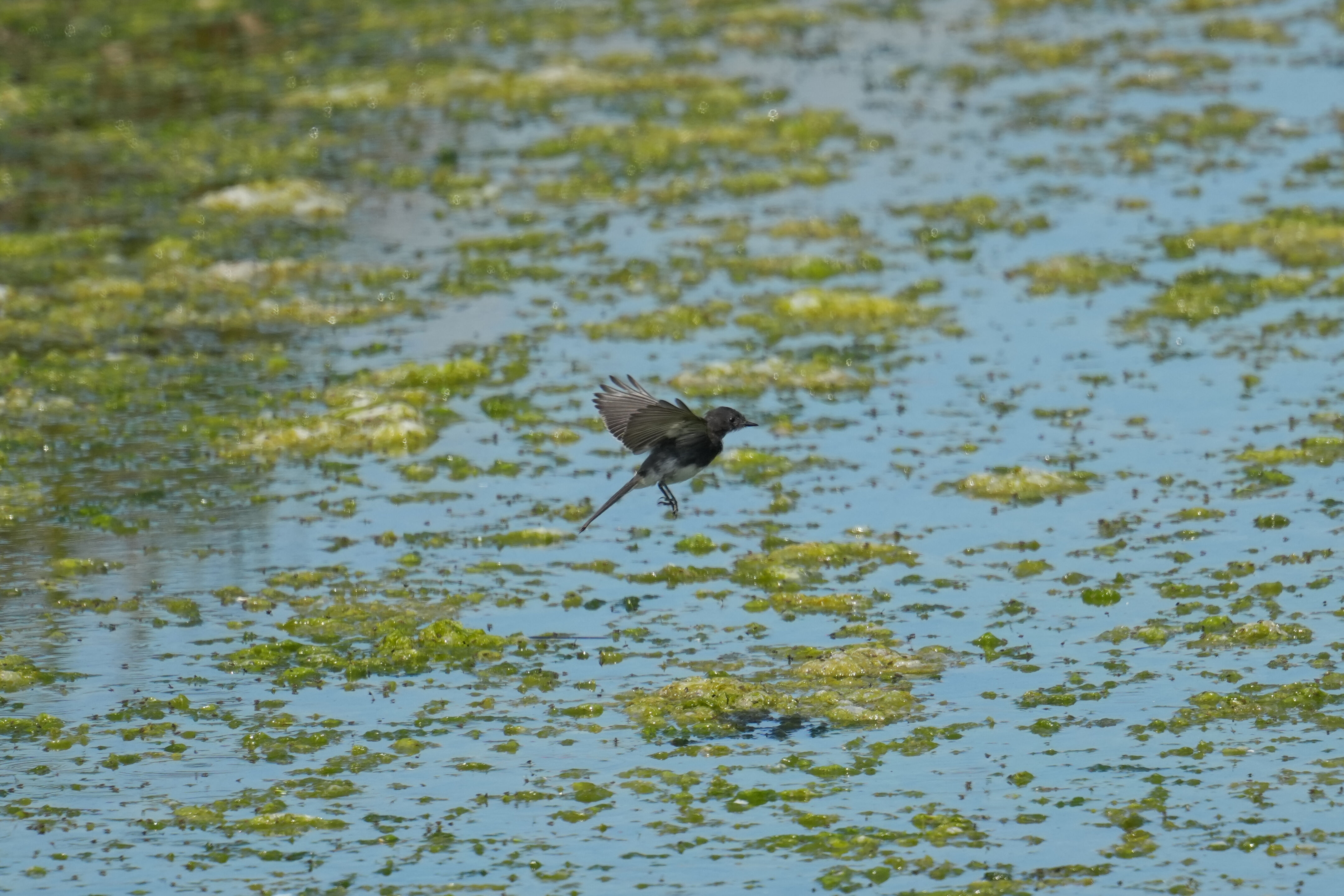 Sunnyvale Baylands Park