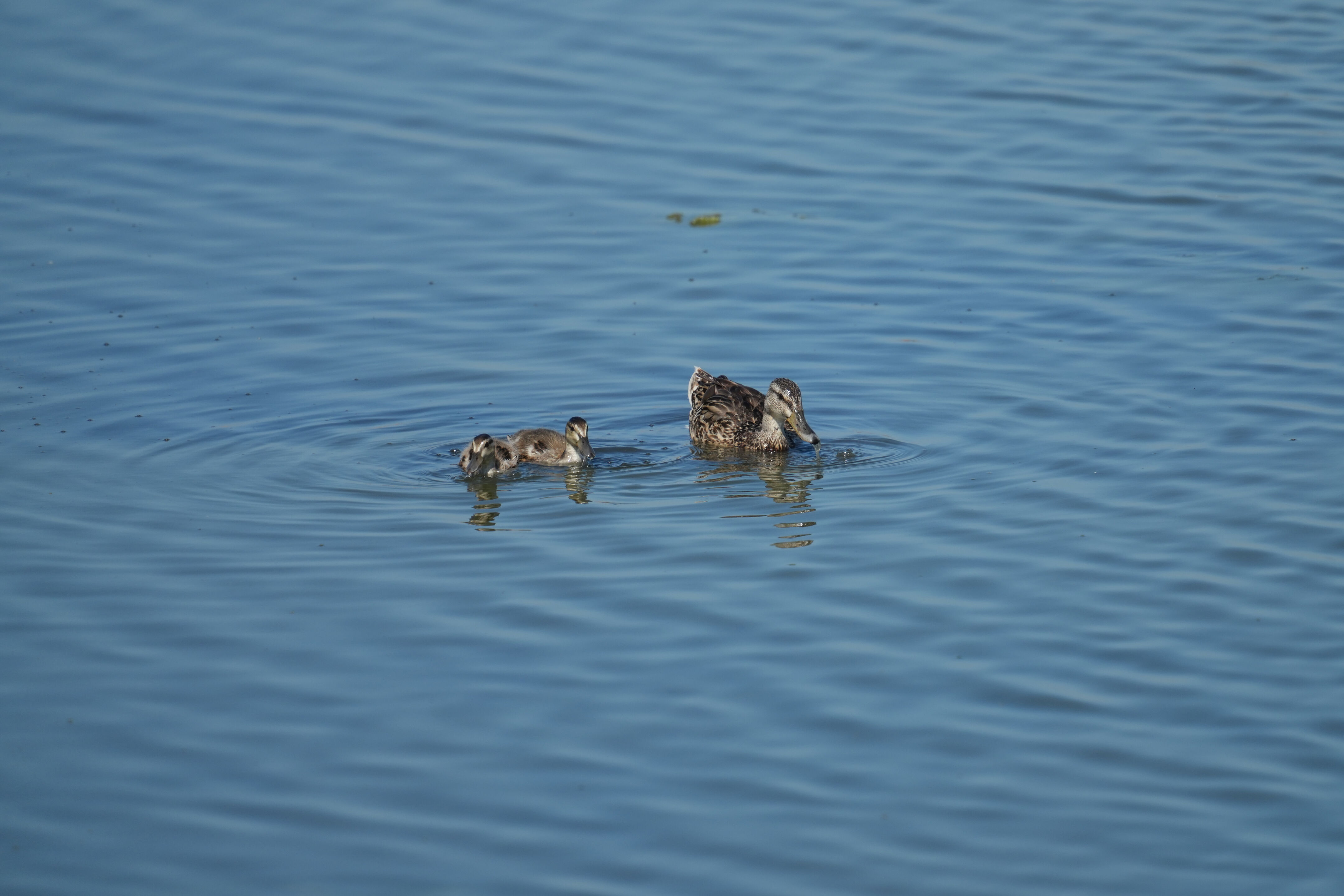 Sunnyvale Baylands Park