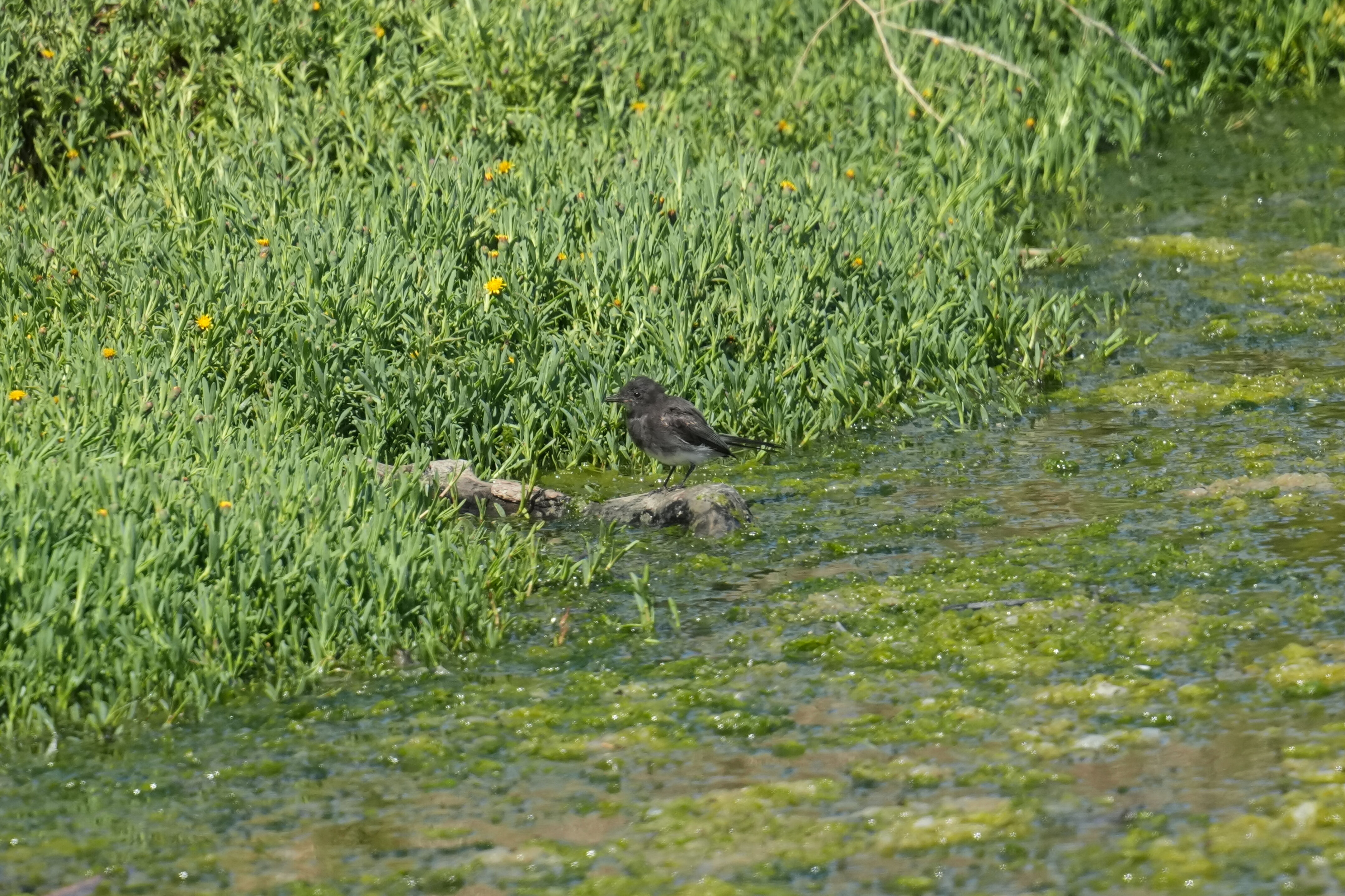 Sunnyvale Baylands Park