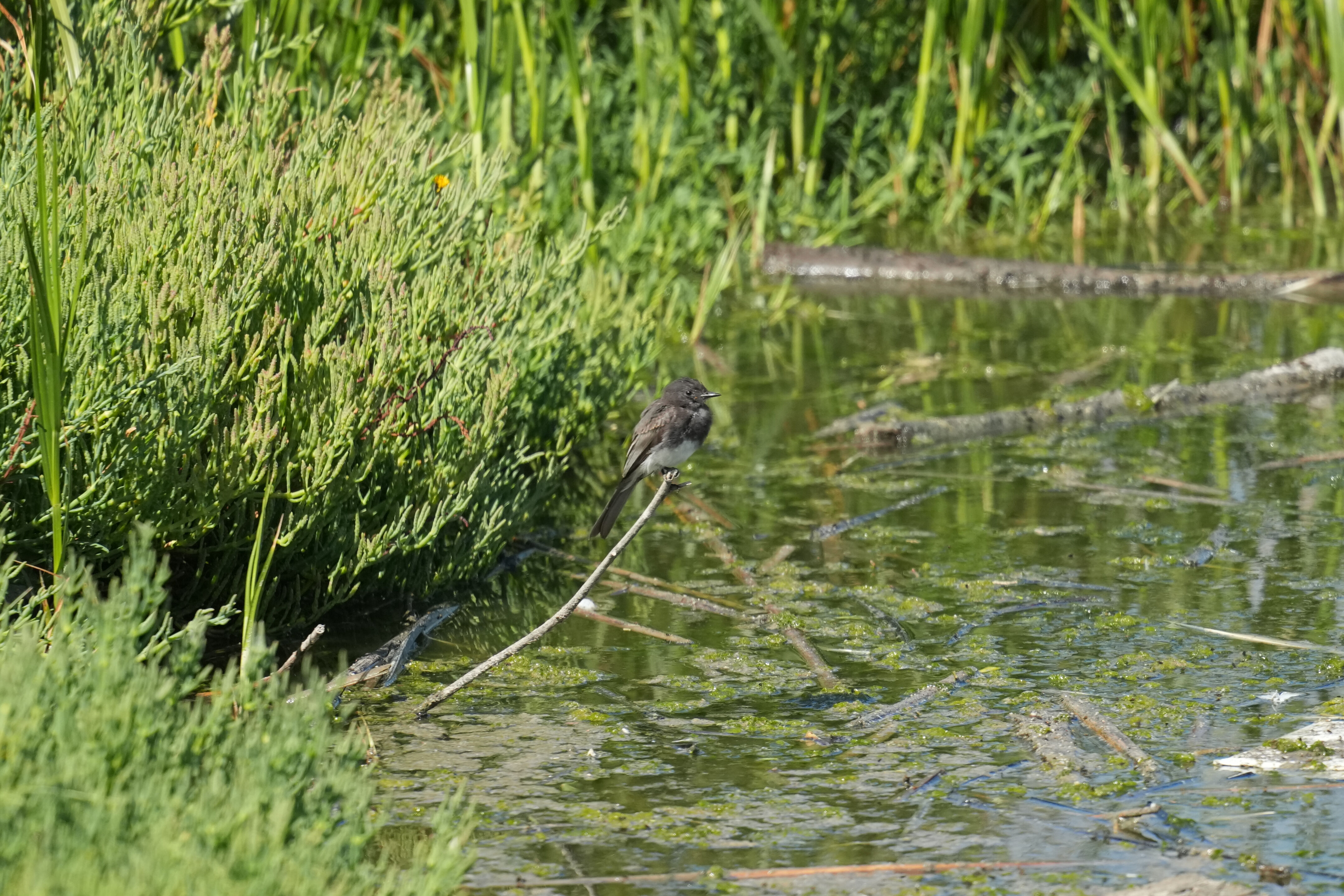 Sunnyvale Baylands Park