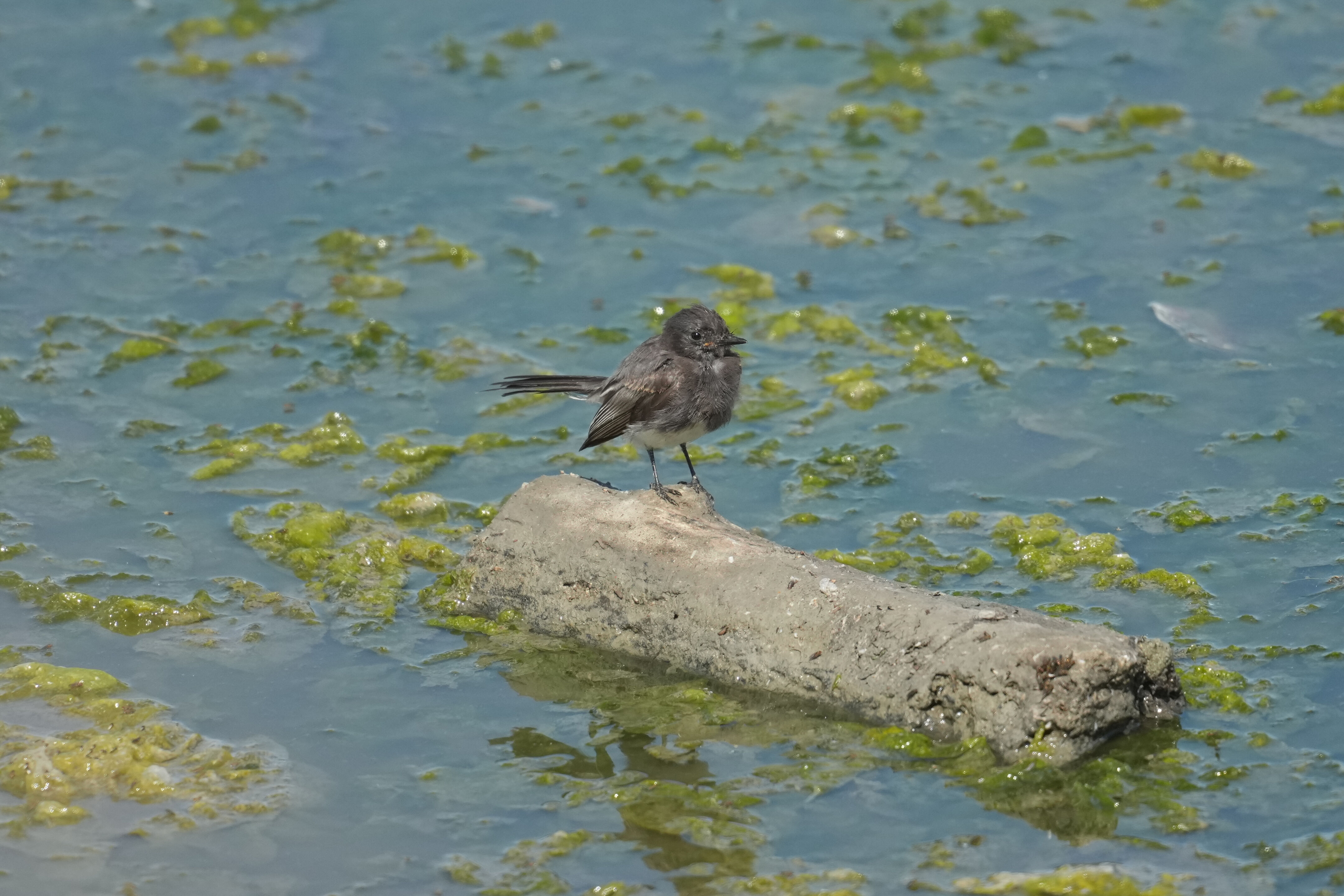 Black Phoebe on Marsh