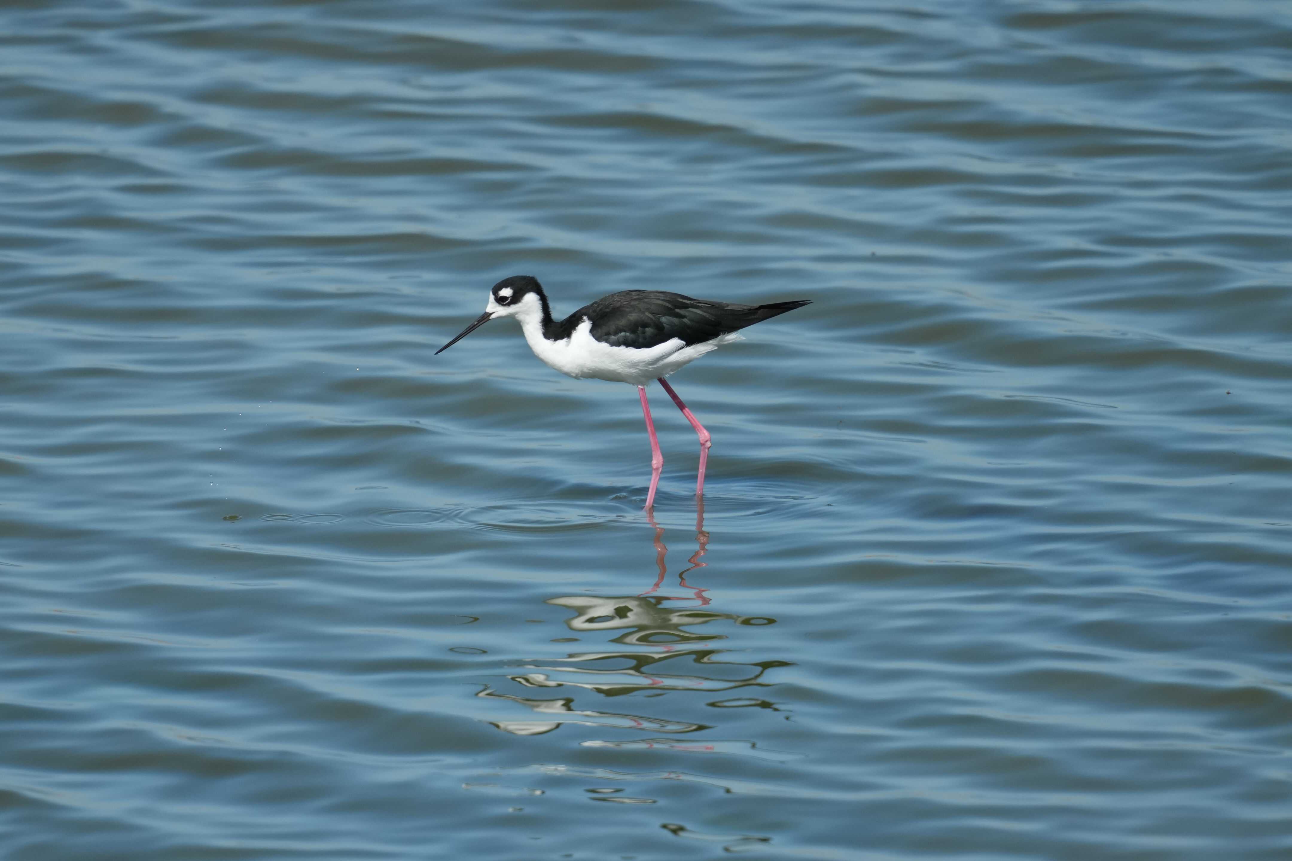 Sunnyvale Baylands Park
