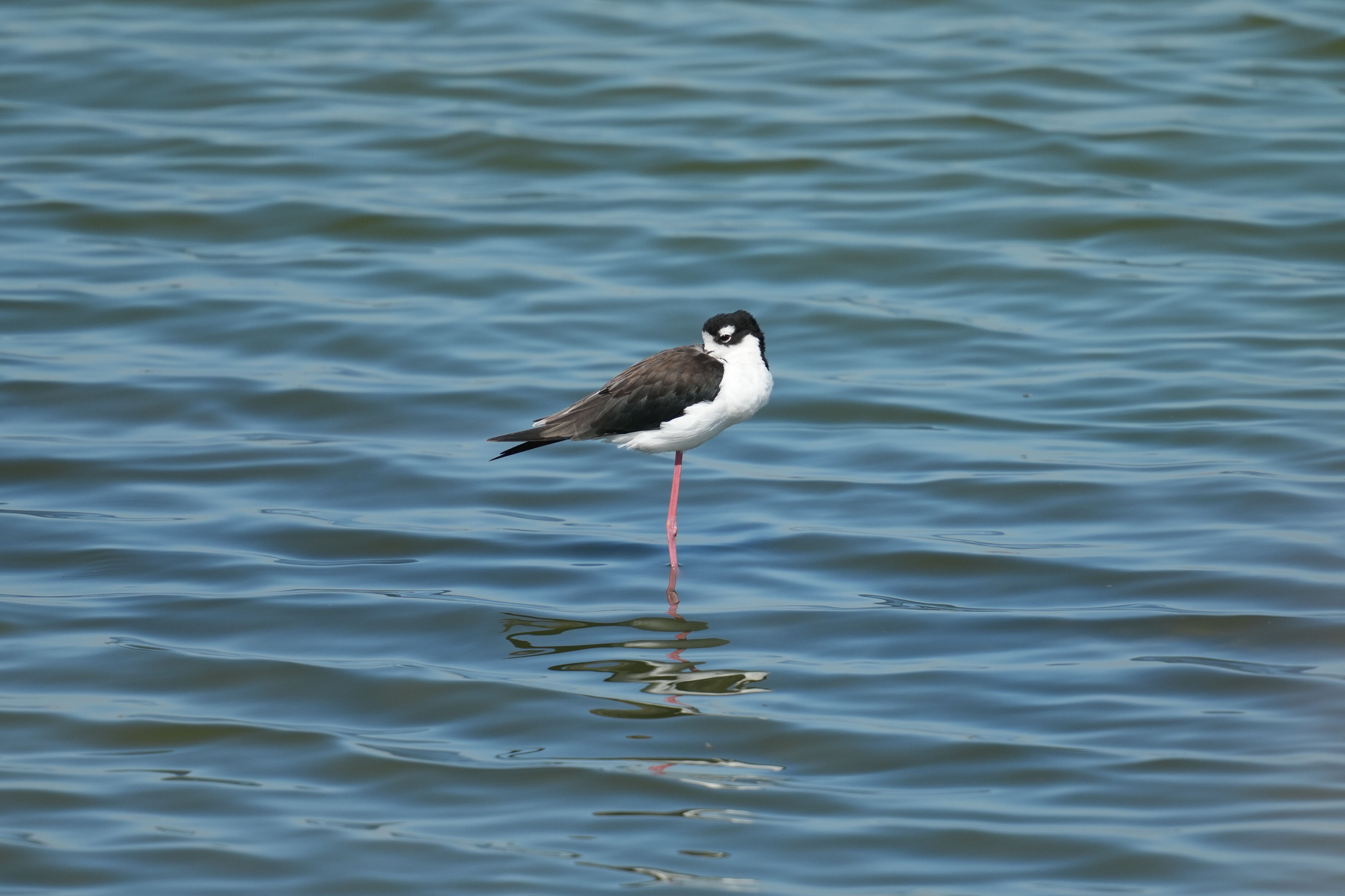 Sunnyvale Baylands Park