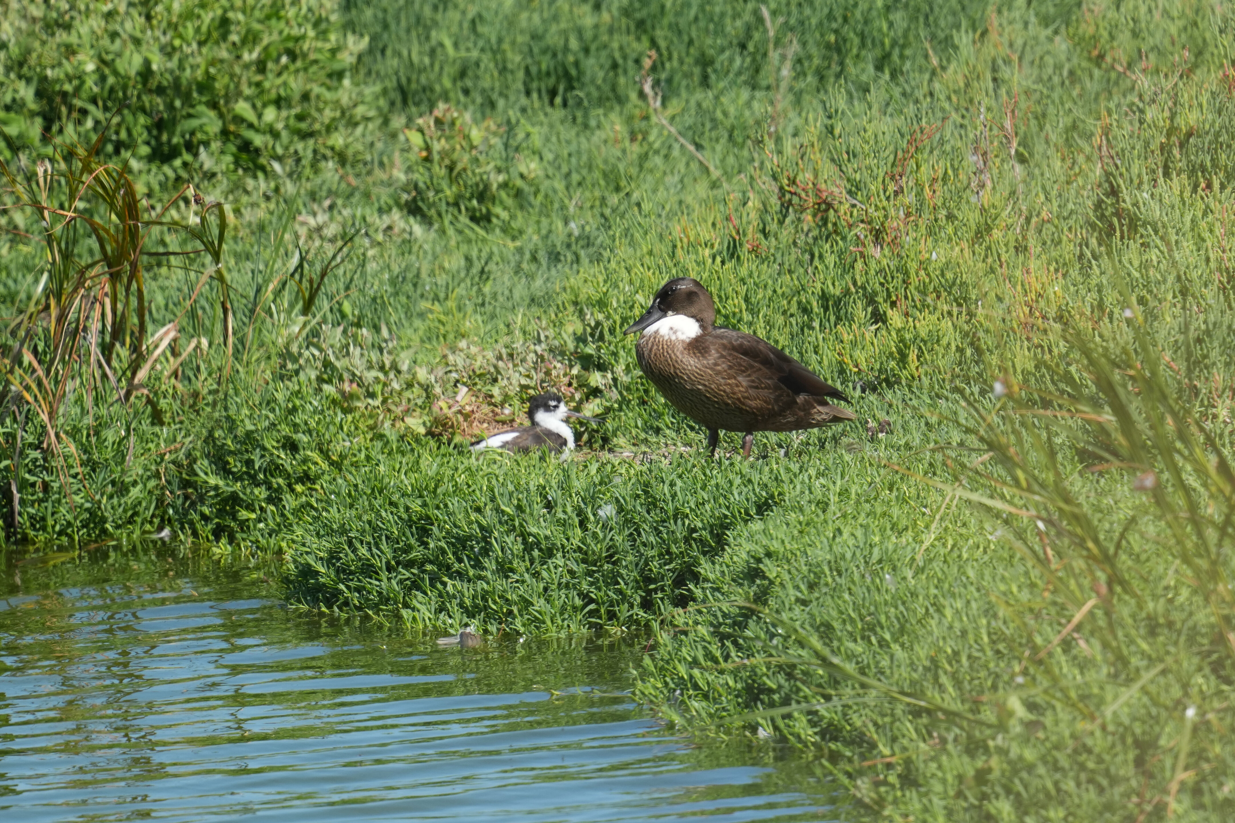 Sunnyvale Baylands Park