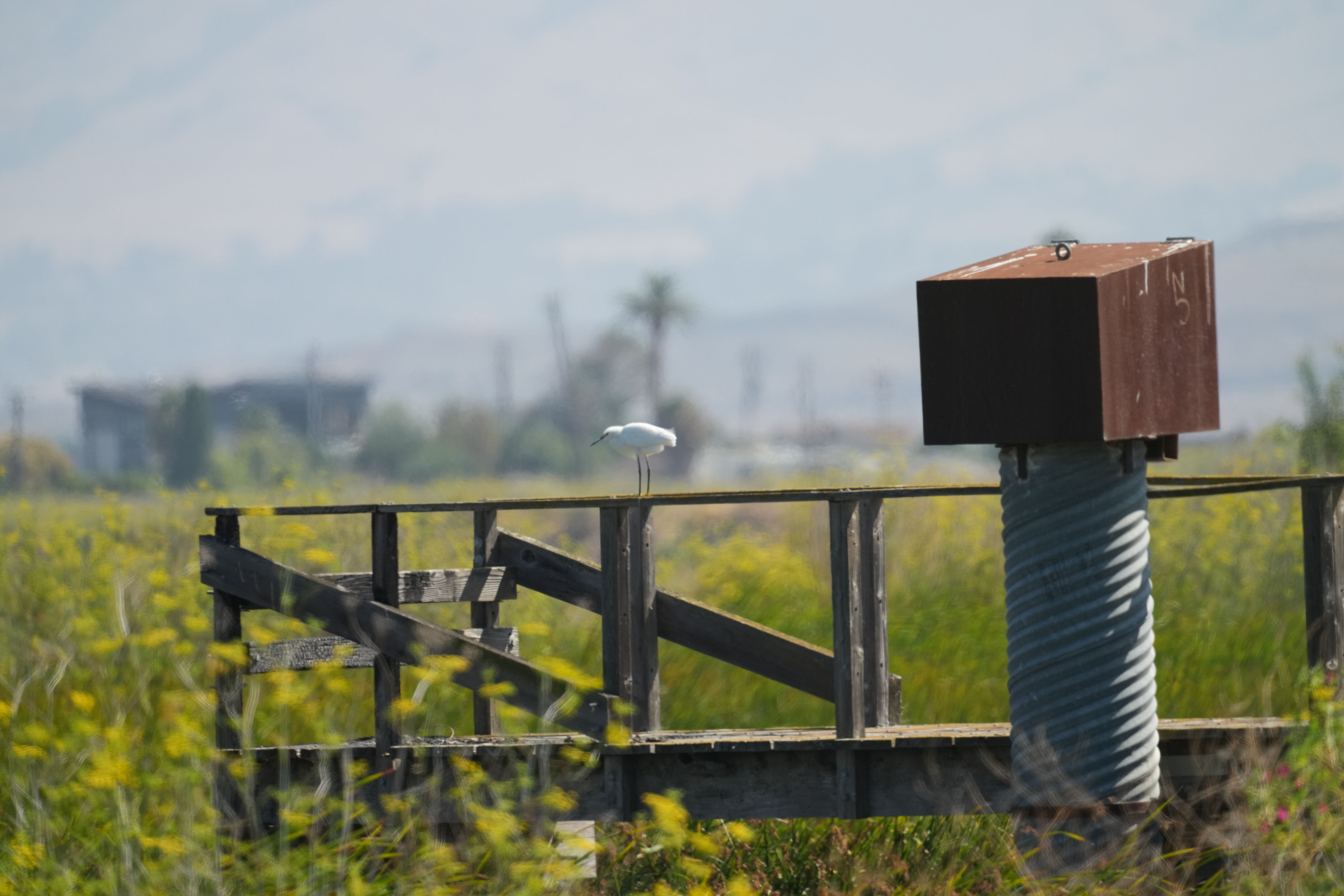 Sunnyvale Baylands Park