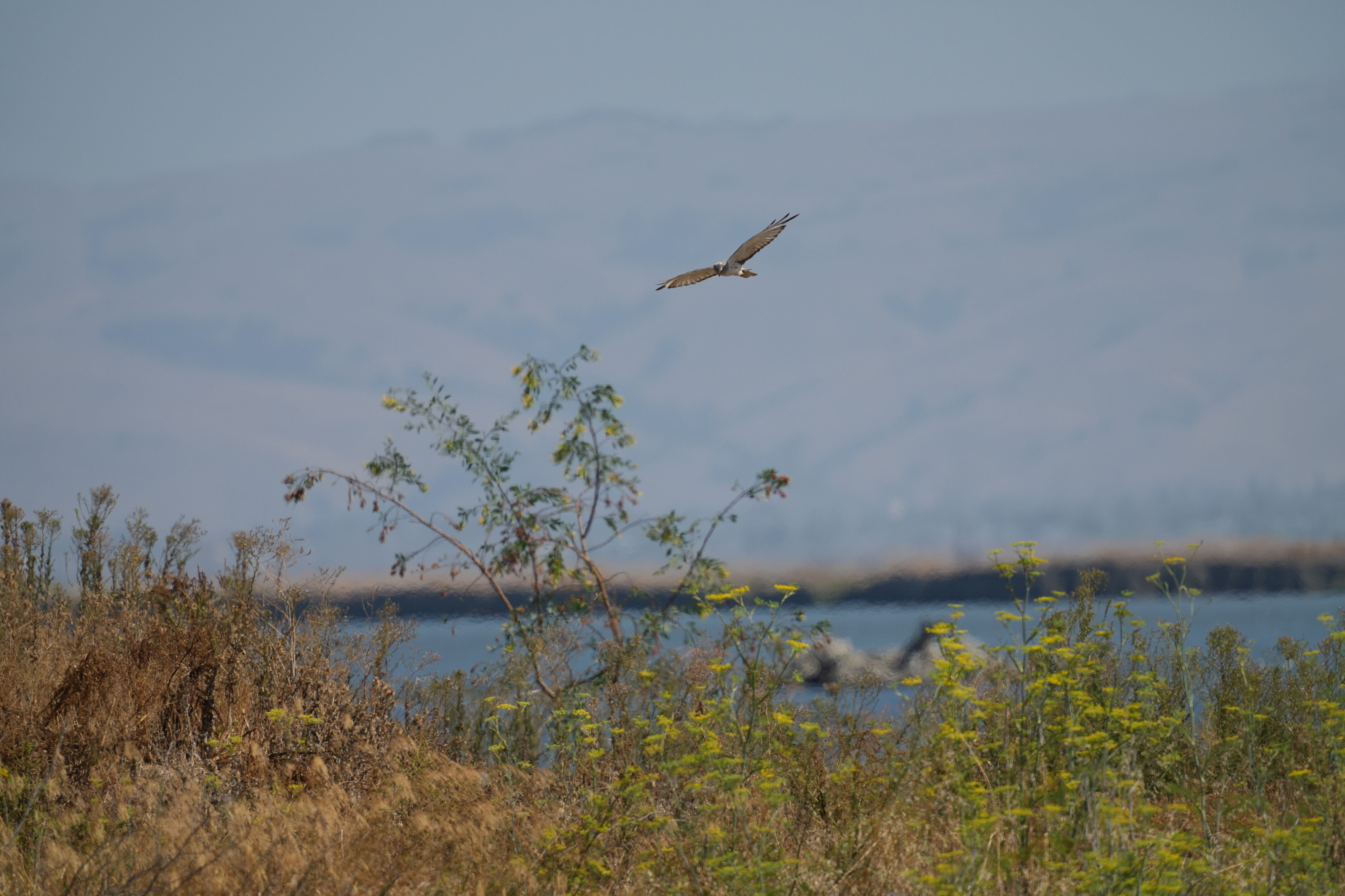 Sunnyvale Baylands Park
