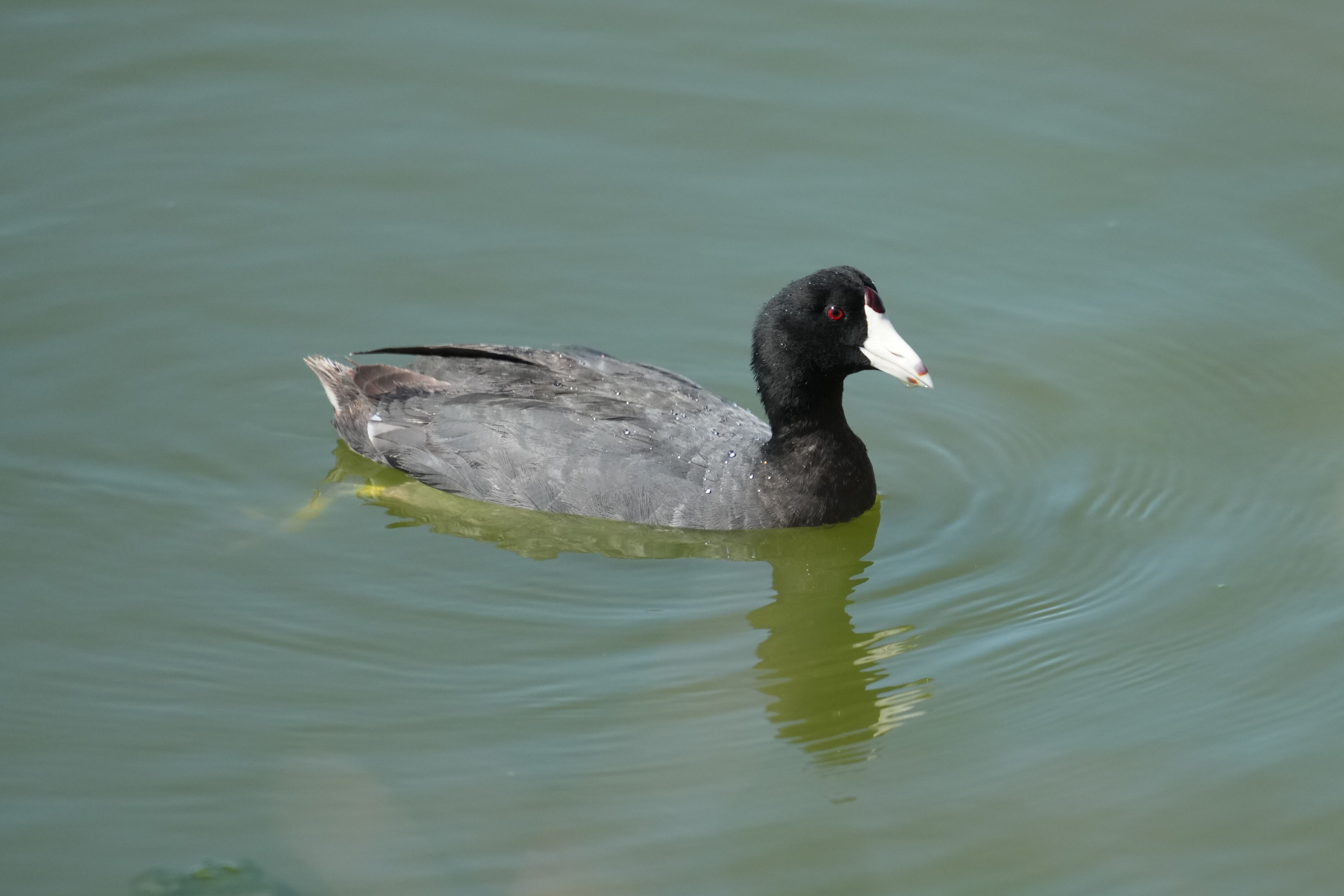 Sunnyvale Baylands Park