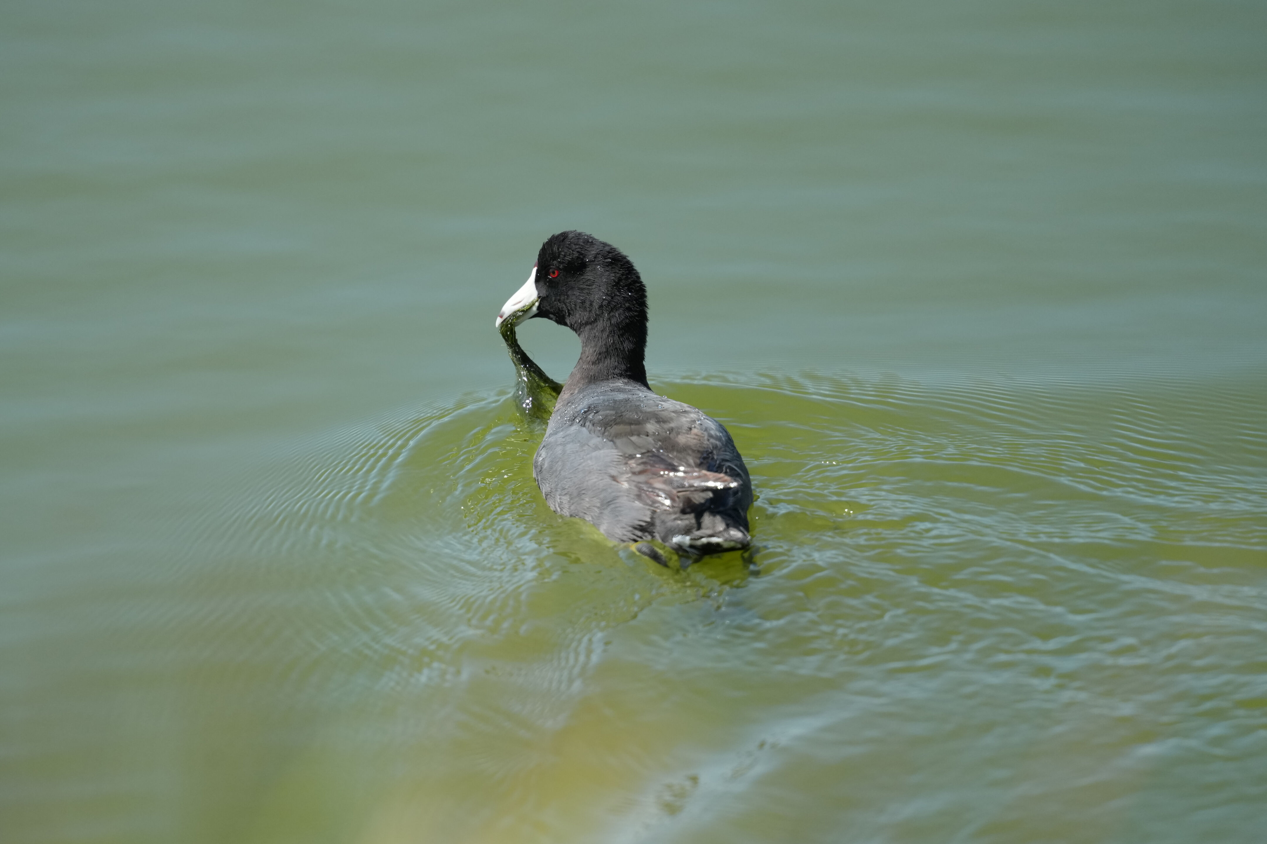 Sunnyvale Baylands Park