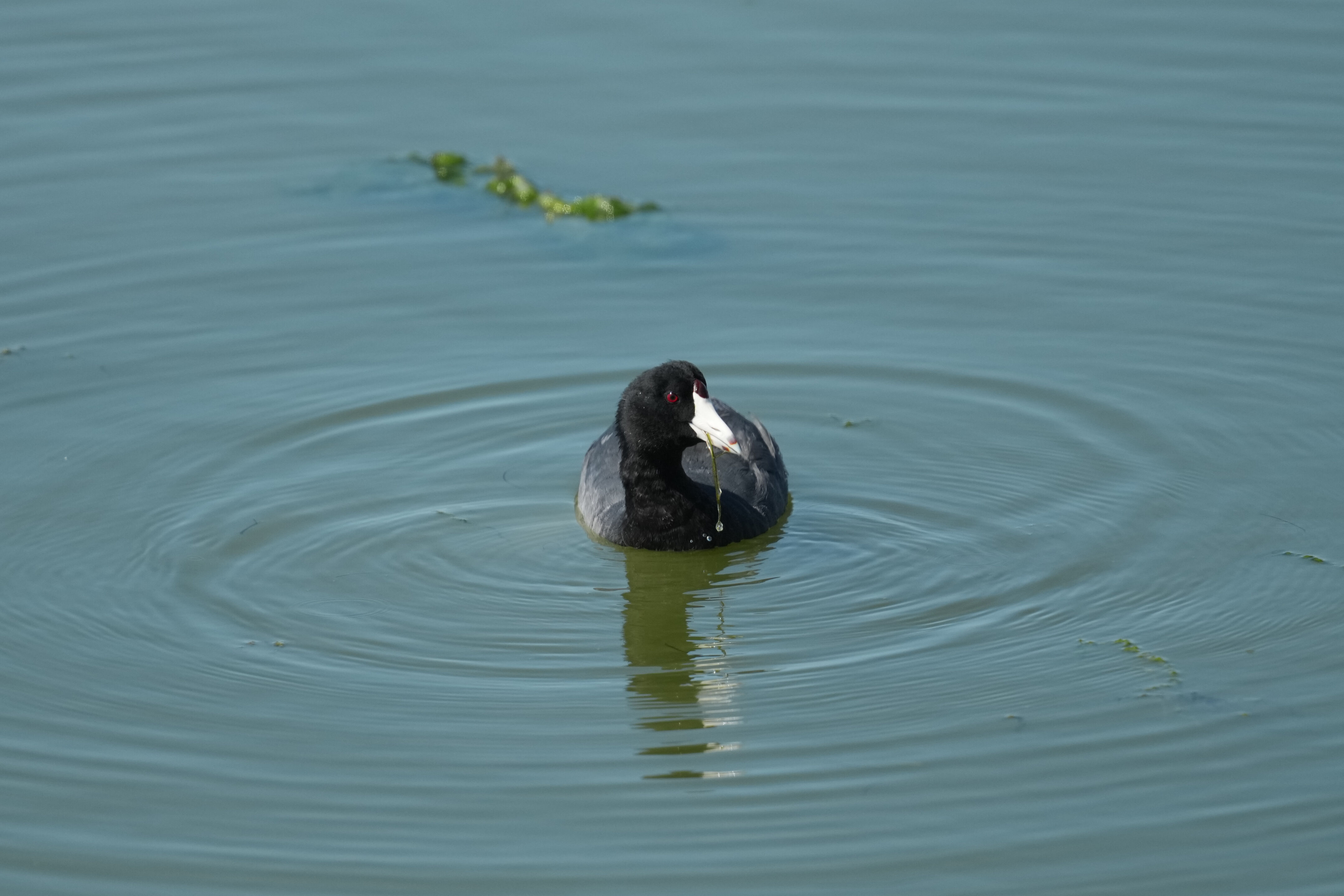 Sunnyvale Baylands Park