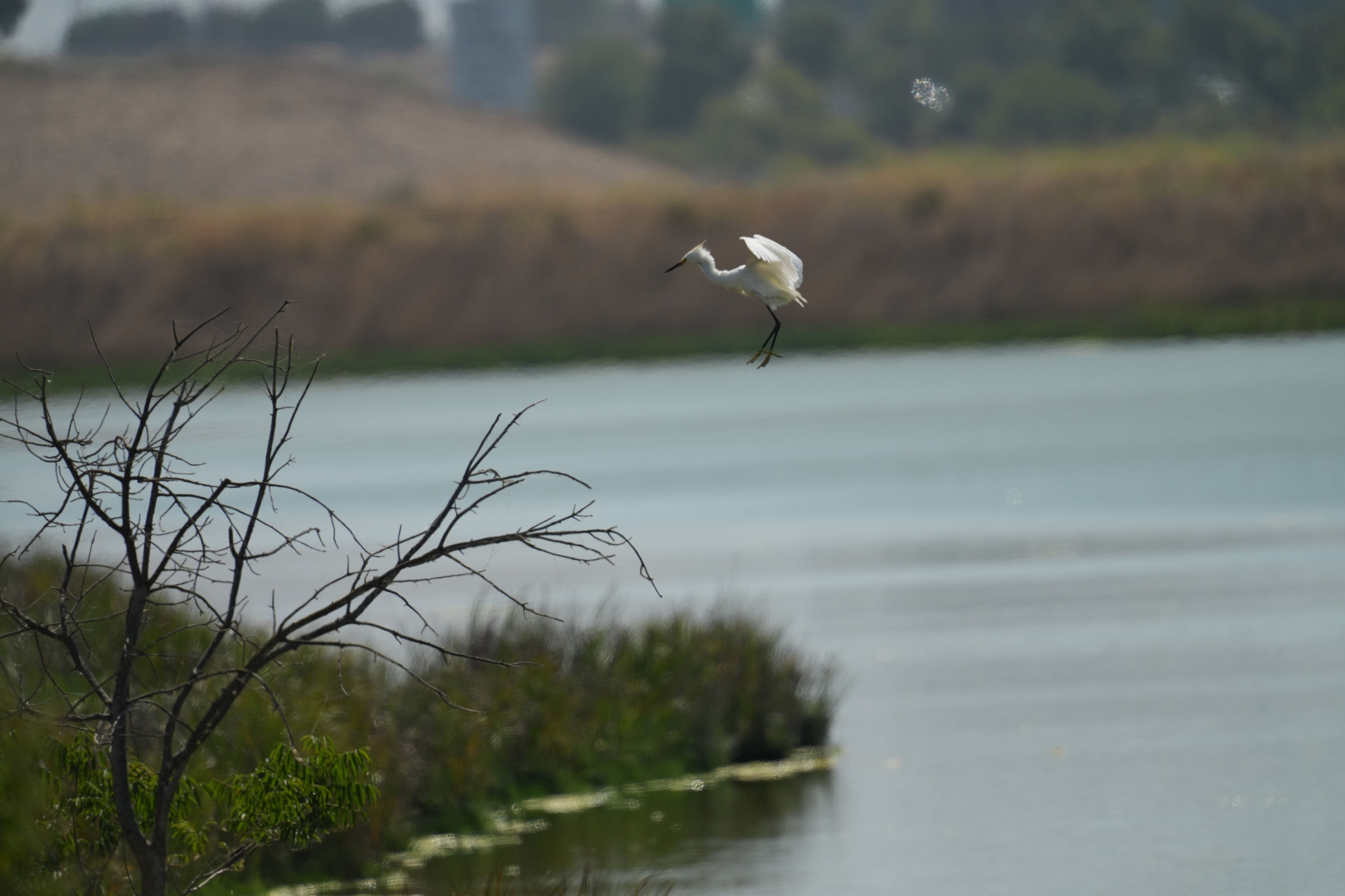 Sunnyvale Baylands Park