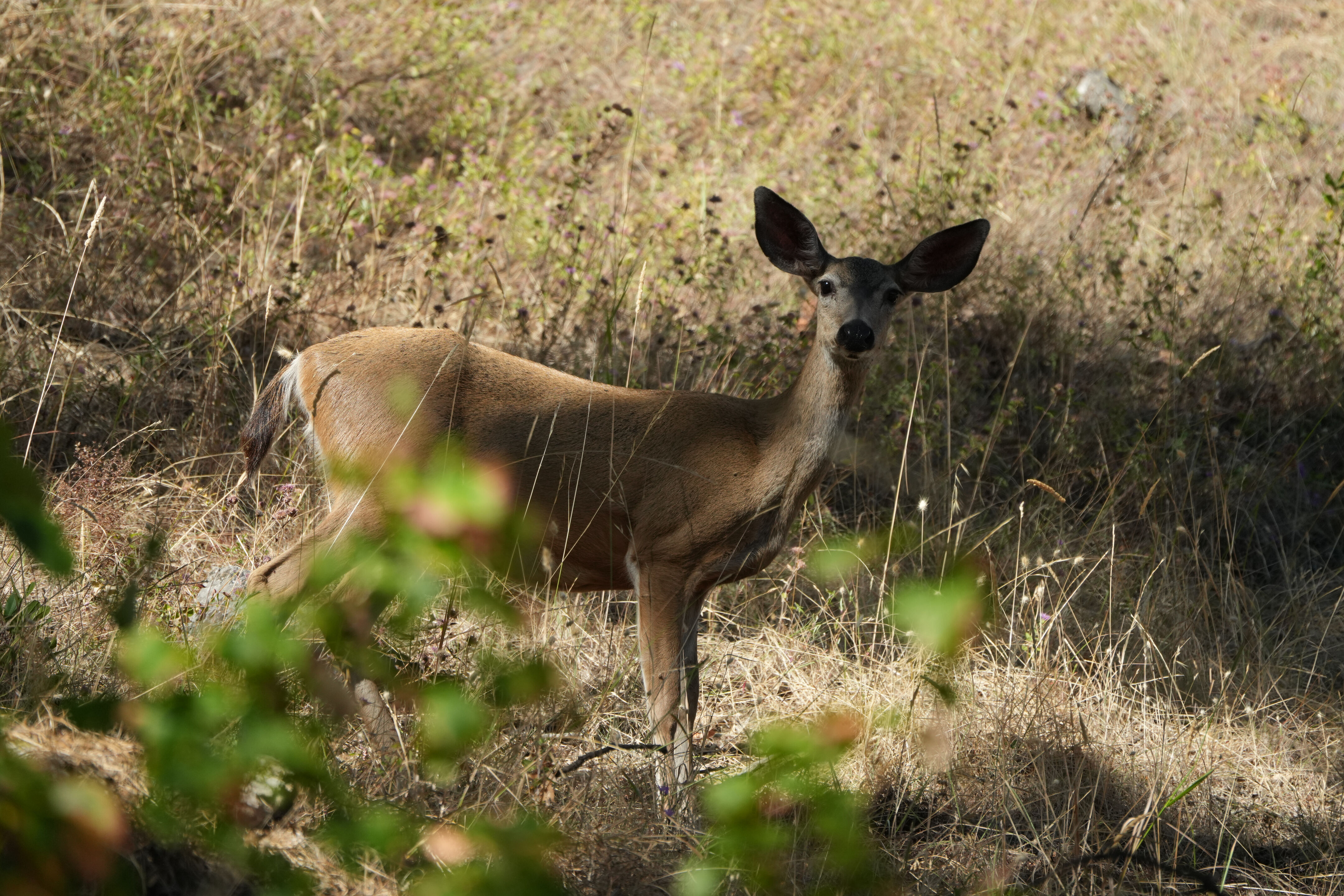 Ohlone Wilderness Trail