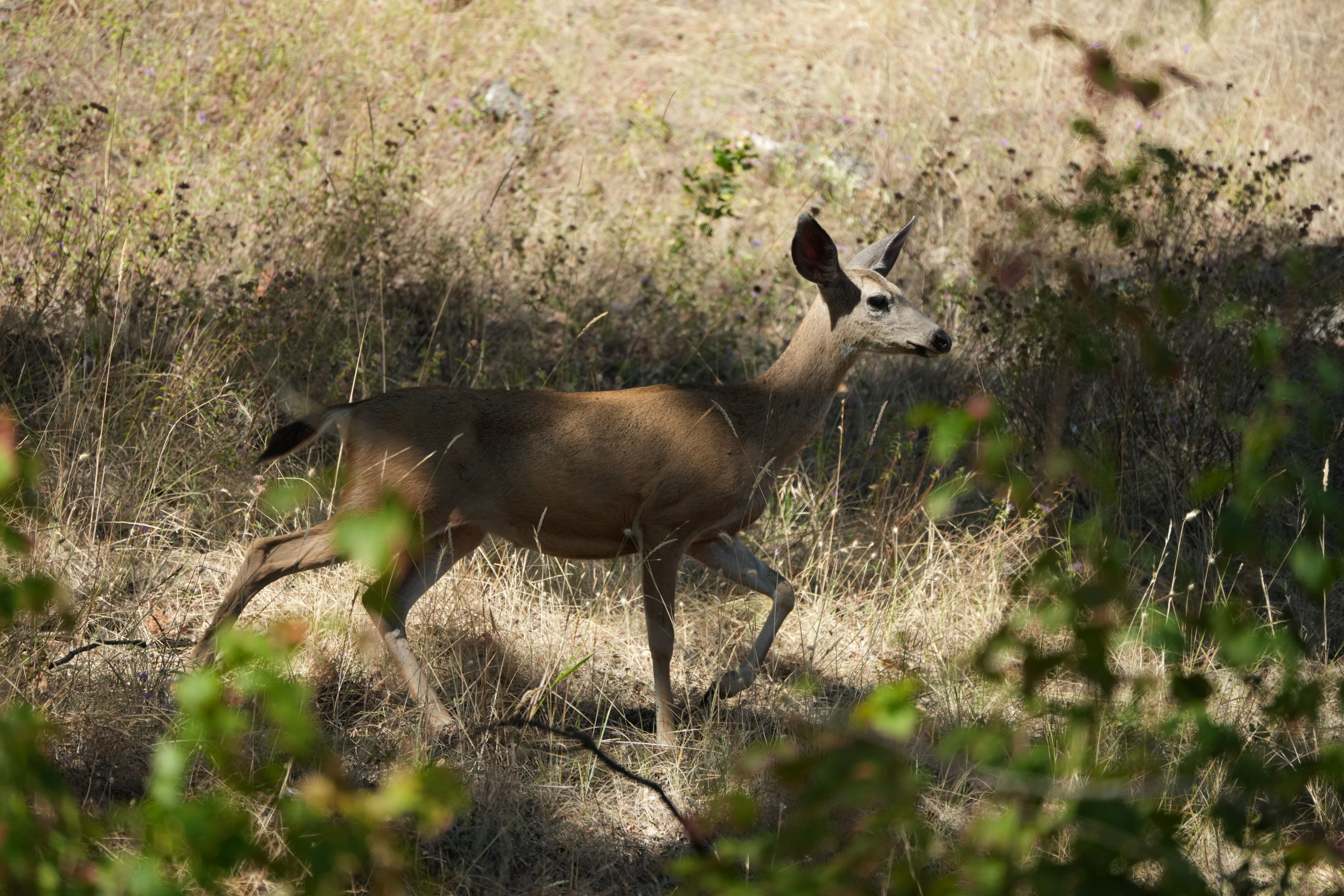 Ohlone Wilderness Trail