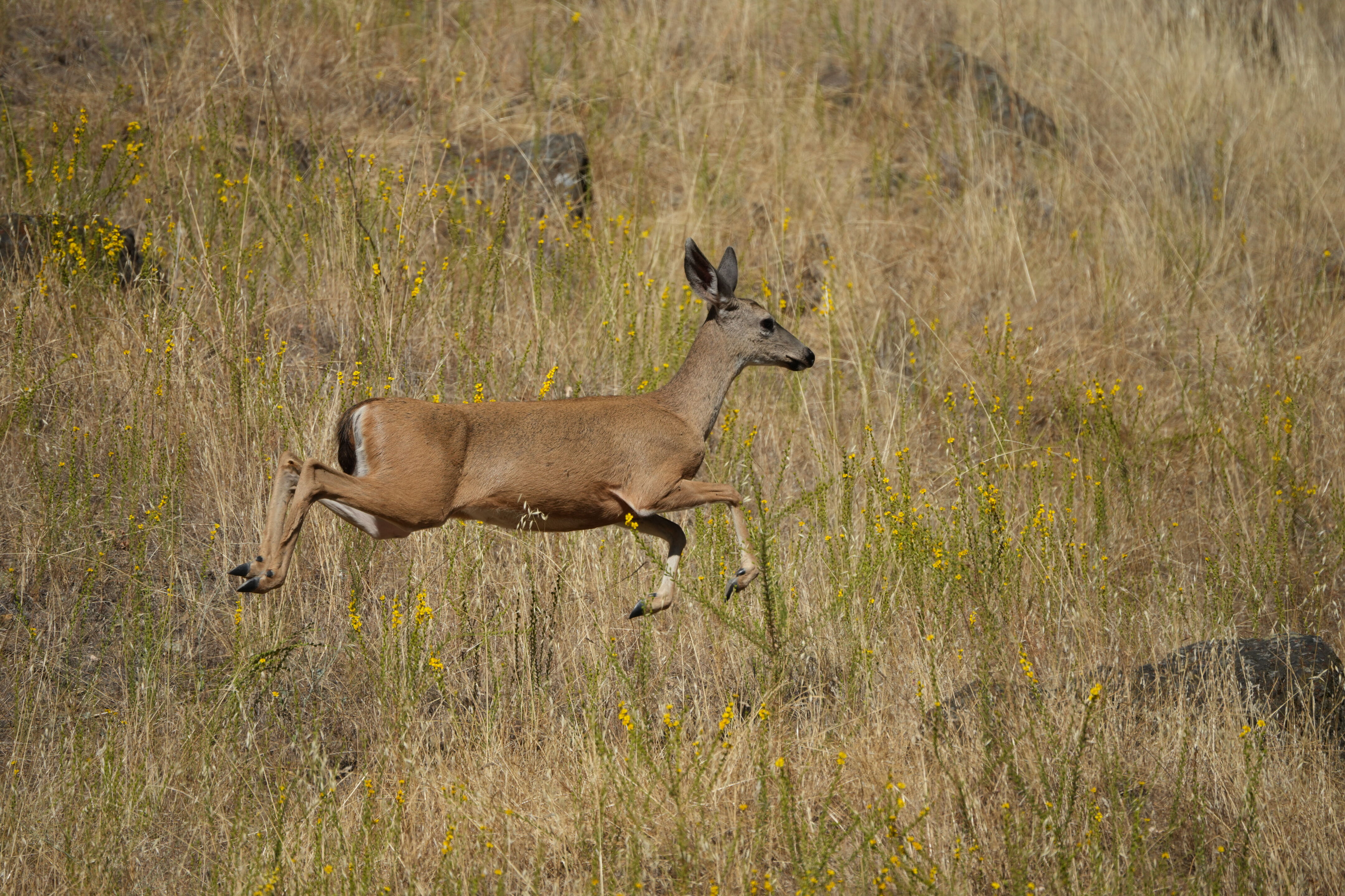 Ohlone Wilderness Trail