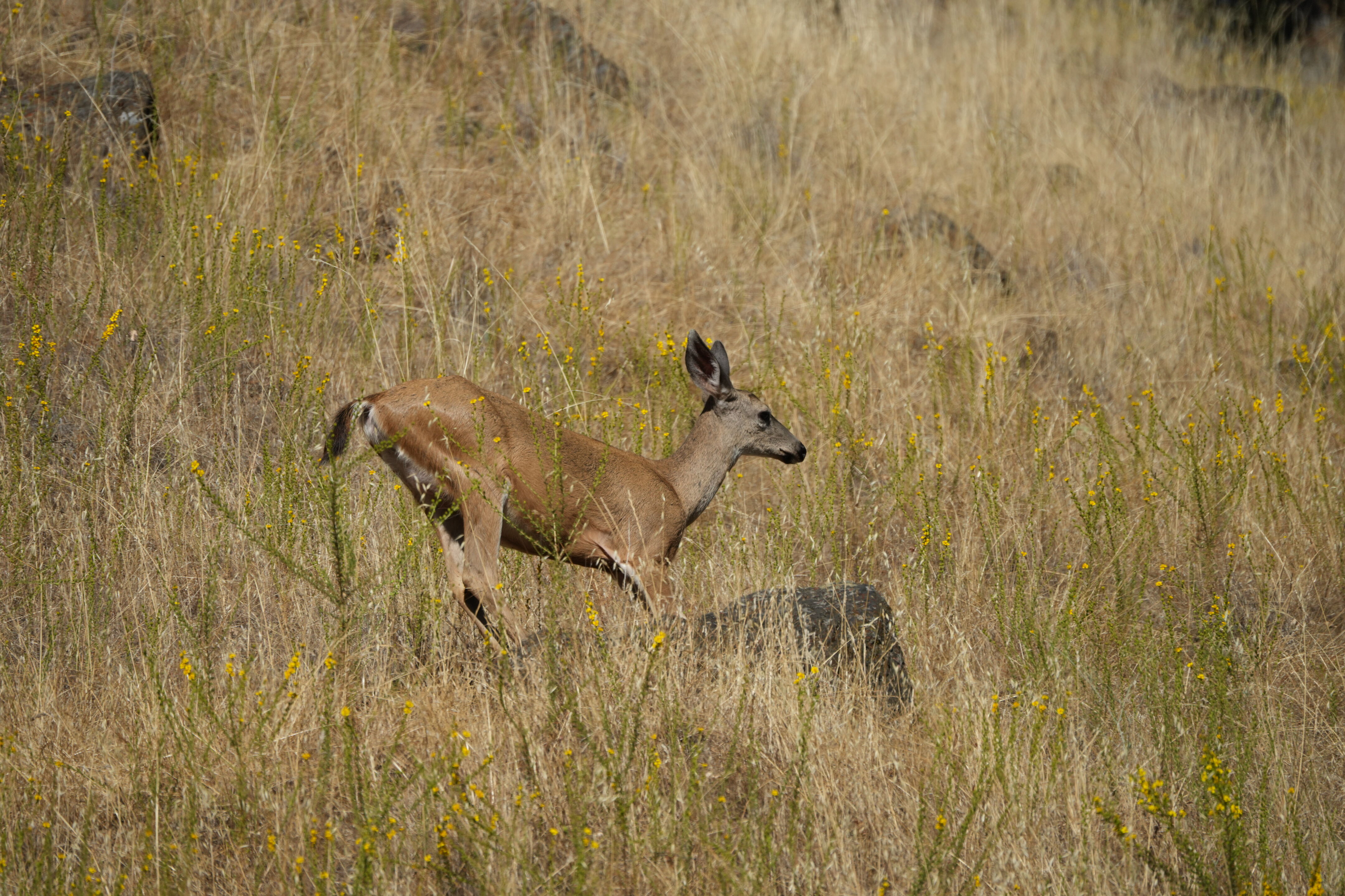 Ohlone Wilderness Trail