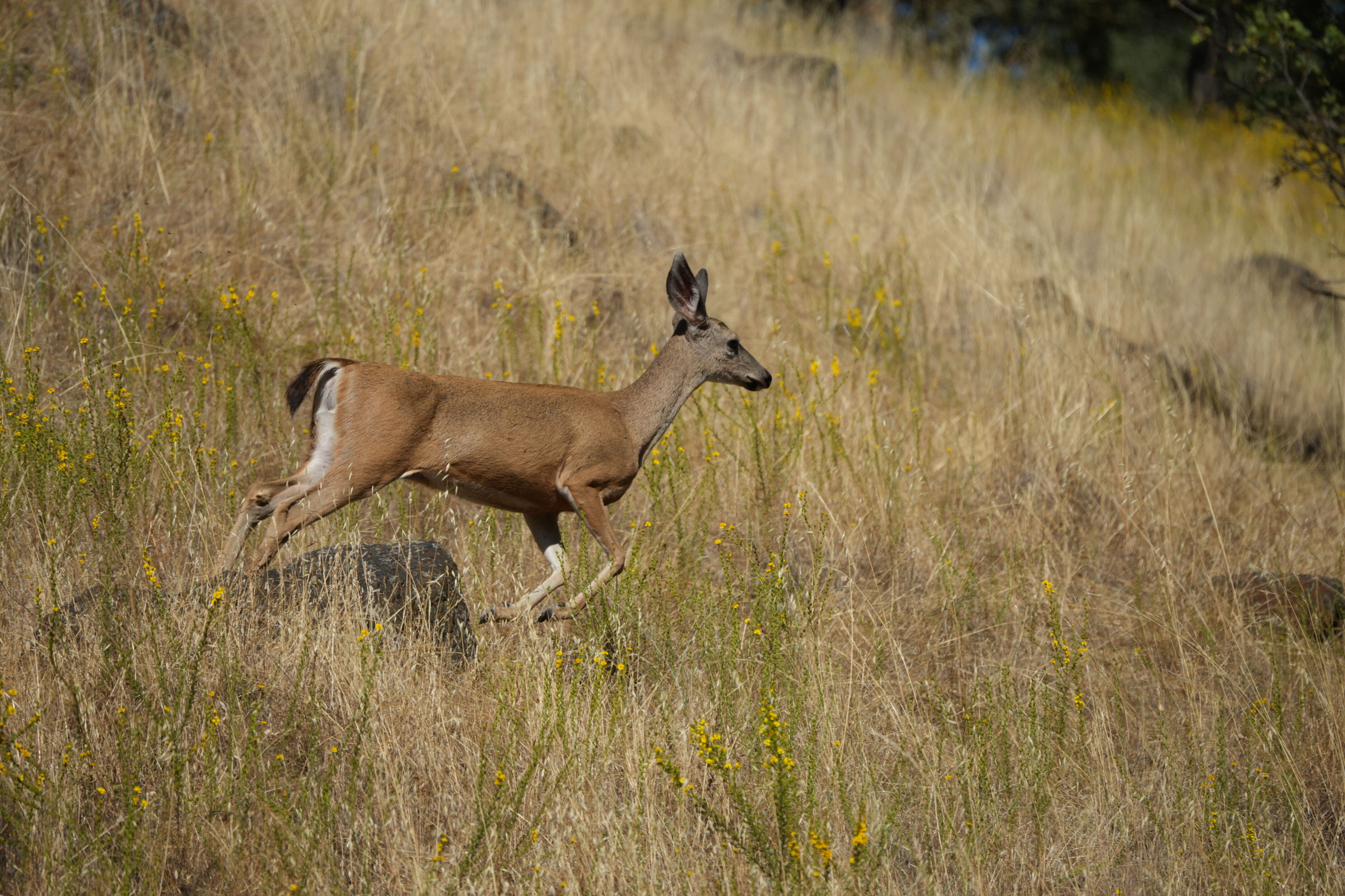 Ohlone Wilderness Trail