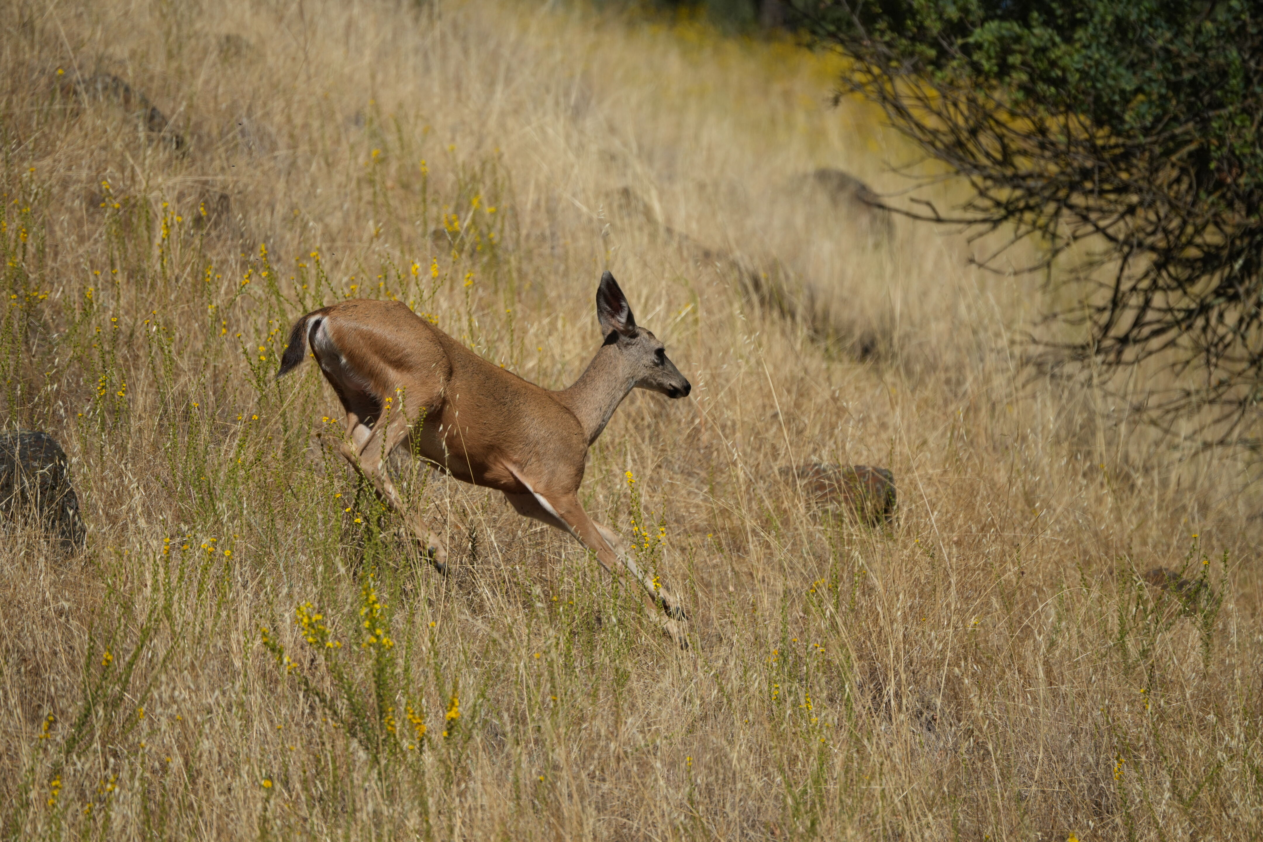 Ohlone Wilderness Trail