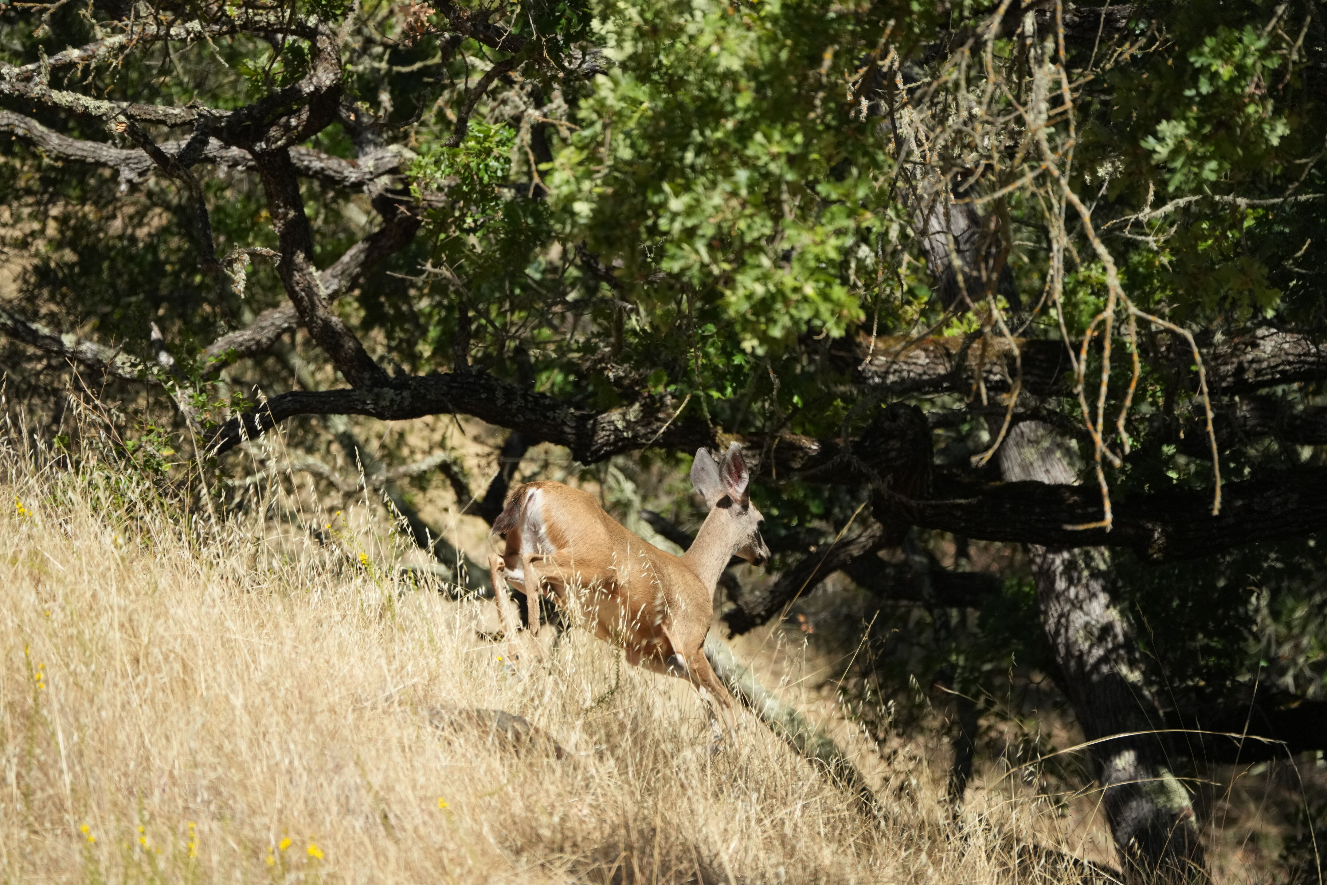 Ohlone Wilderness Trail
