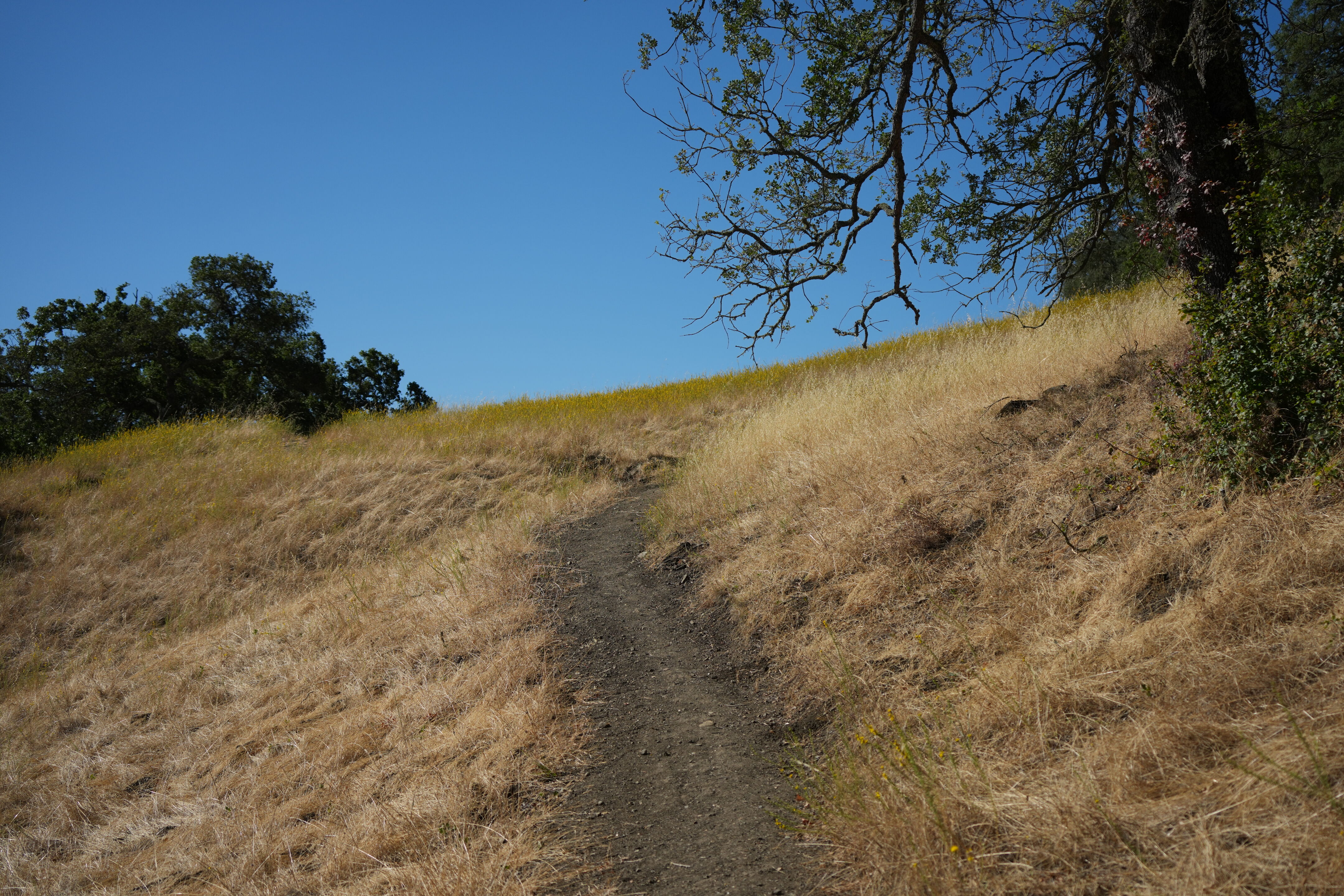 Ohlone Wilderness Trail