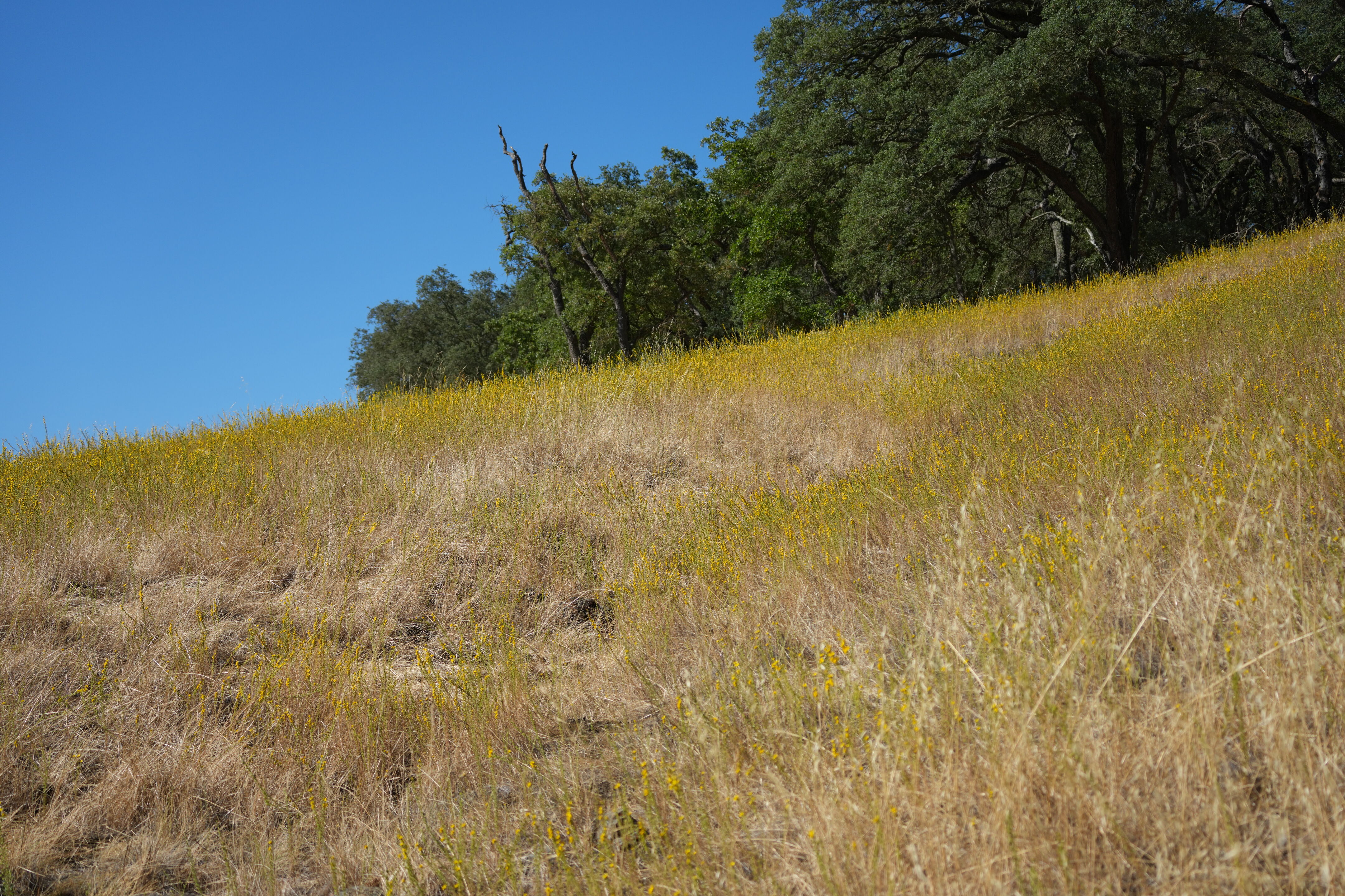 Ohlone Wilderness Trail