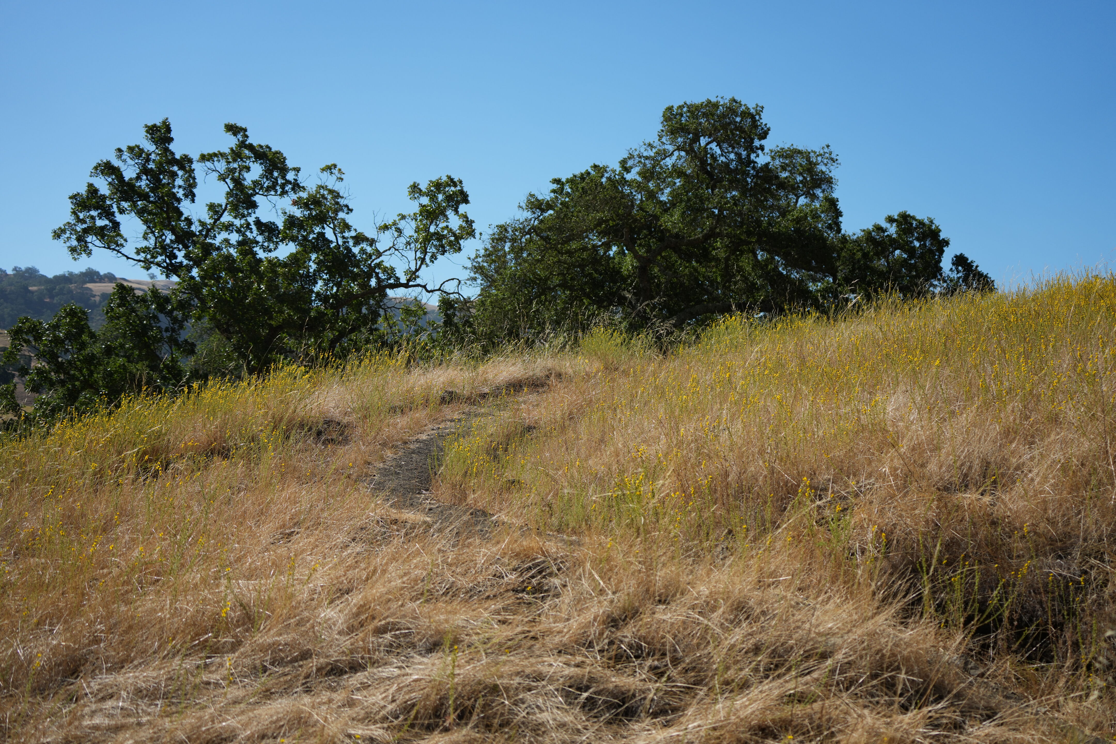 Ohlone Wilderness Trail