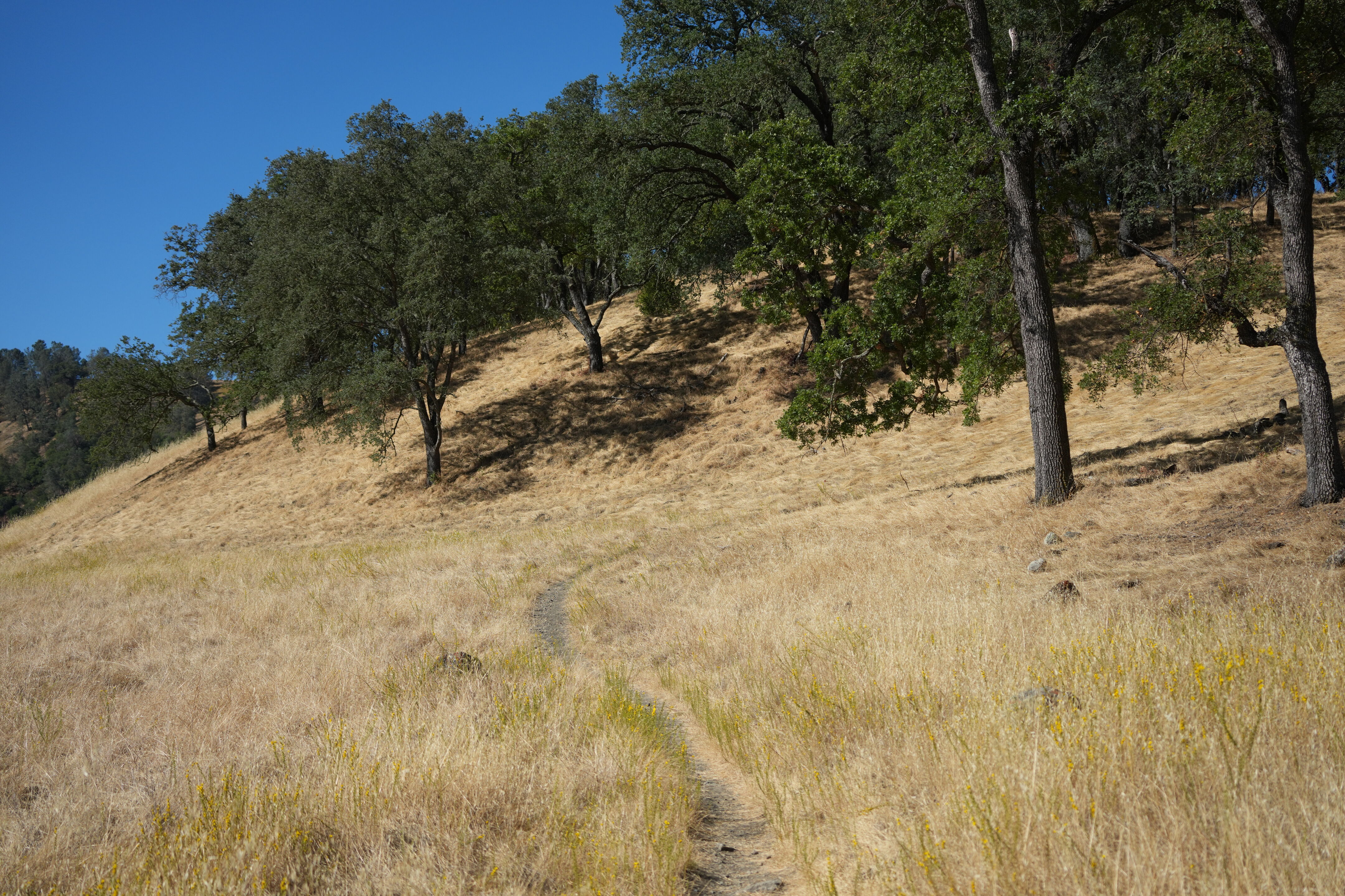 Ohlone Wilderness Trail