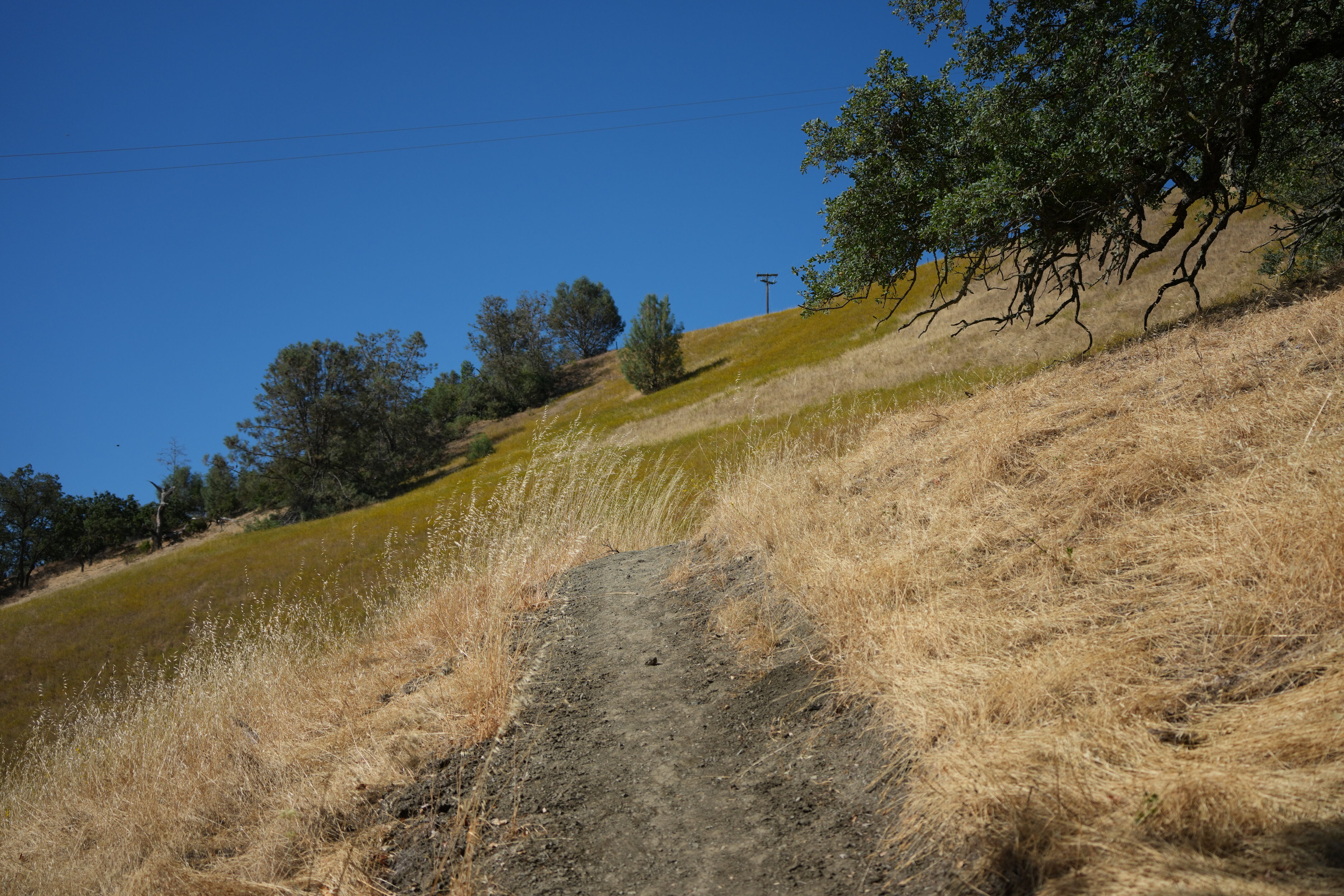 Ohlone Wilderness Trail
