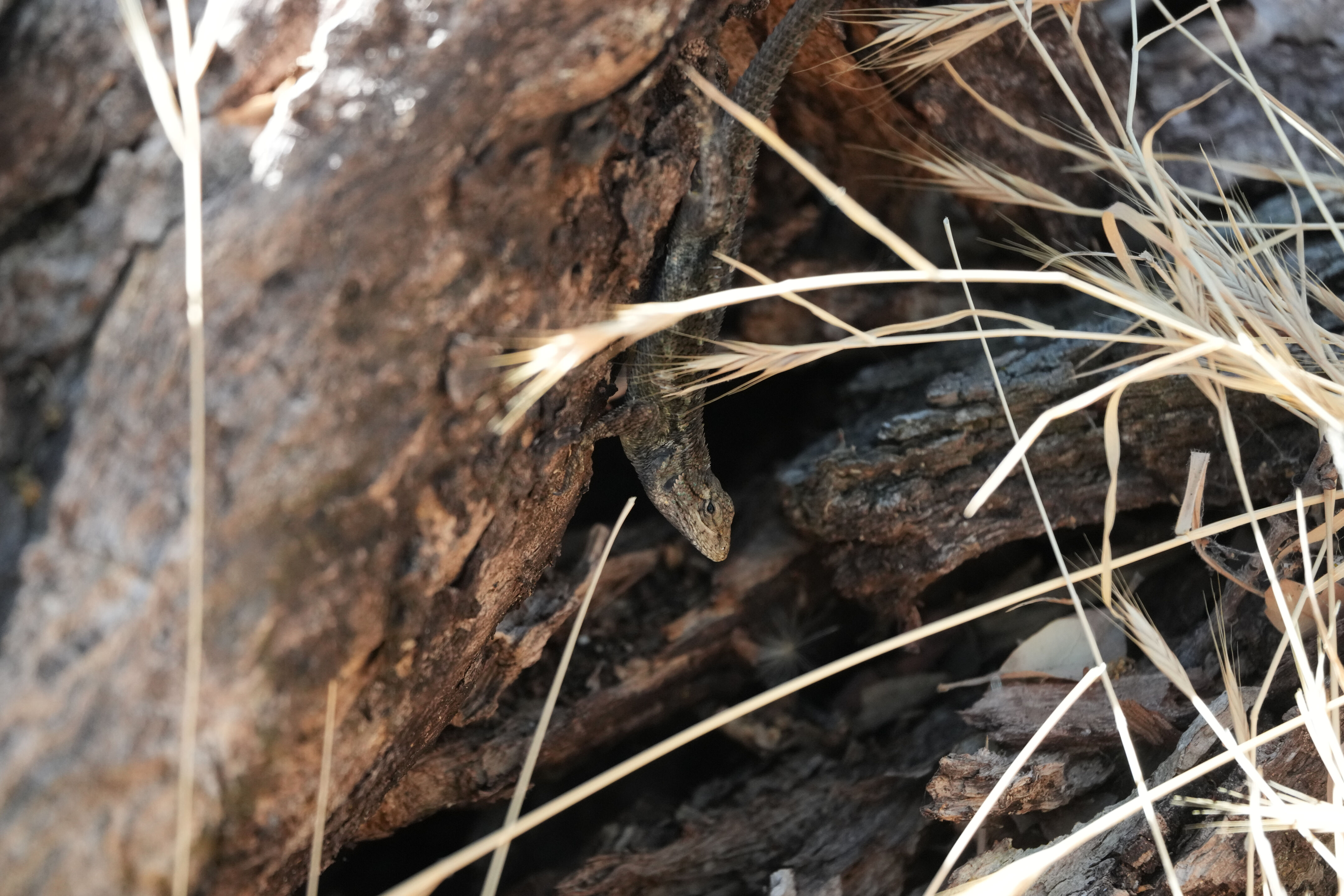 Ohlone Wilderness Trail