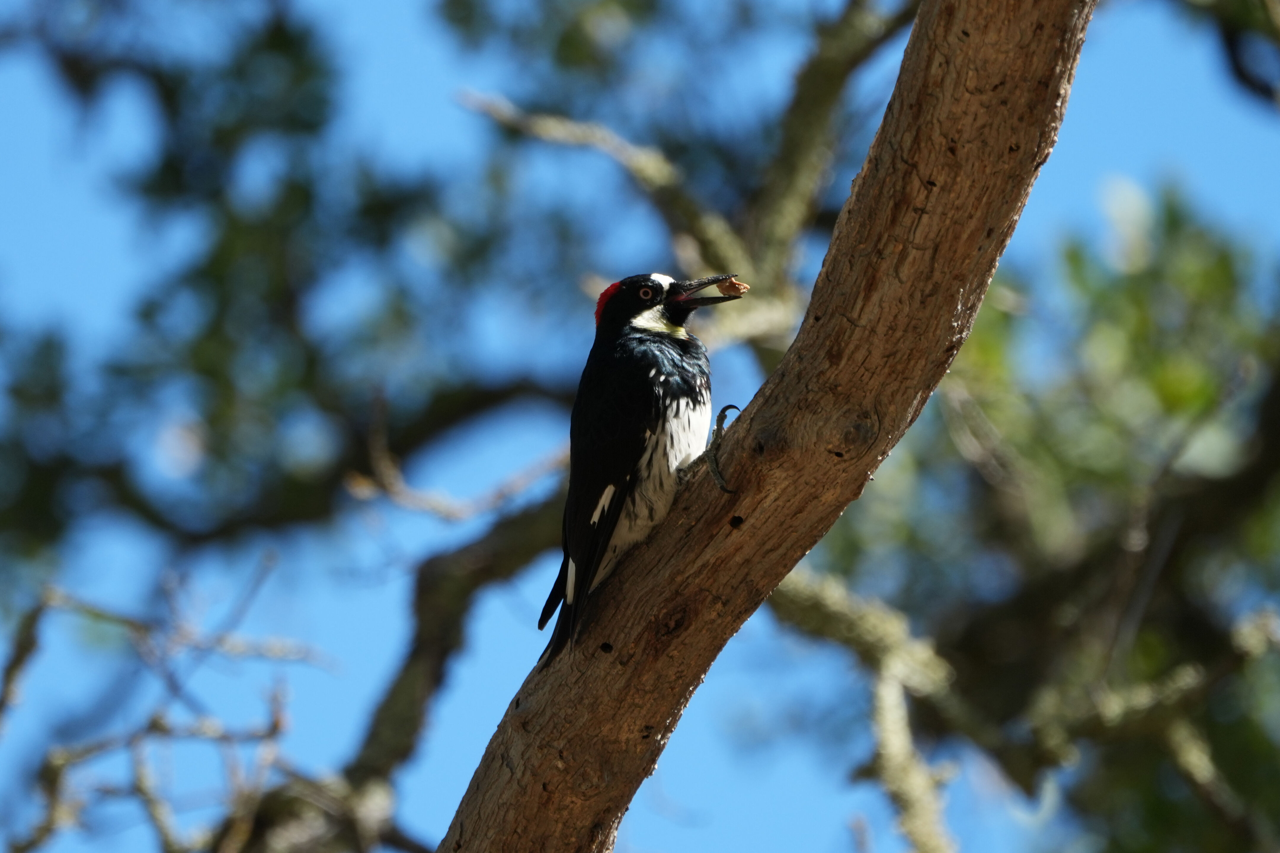 Ohlone Wilderness Trail
