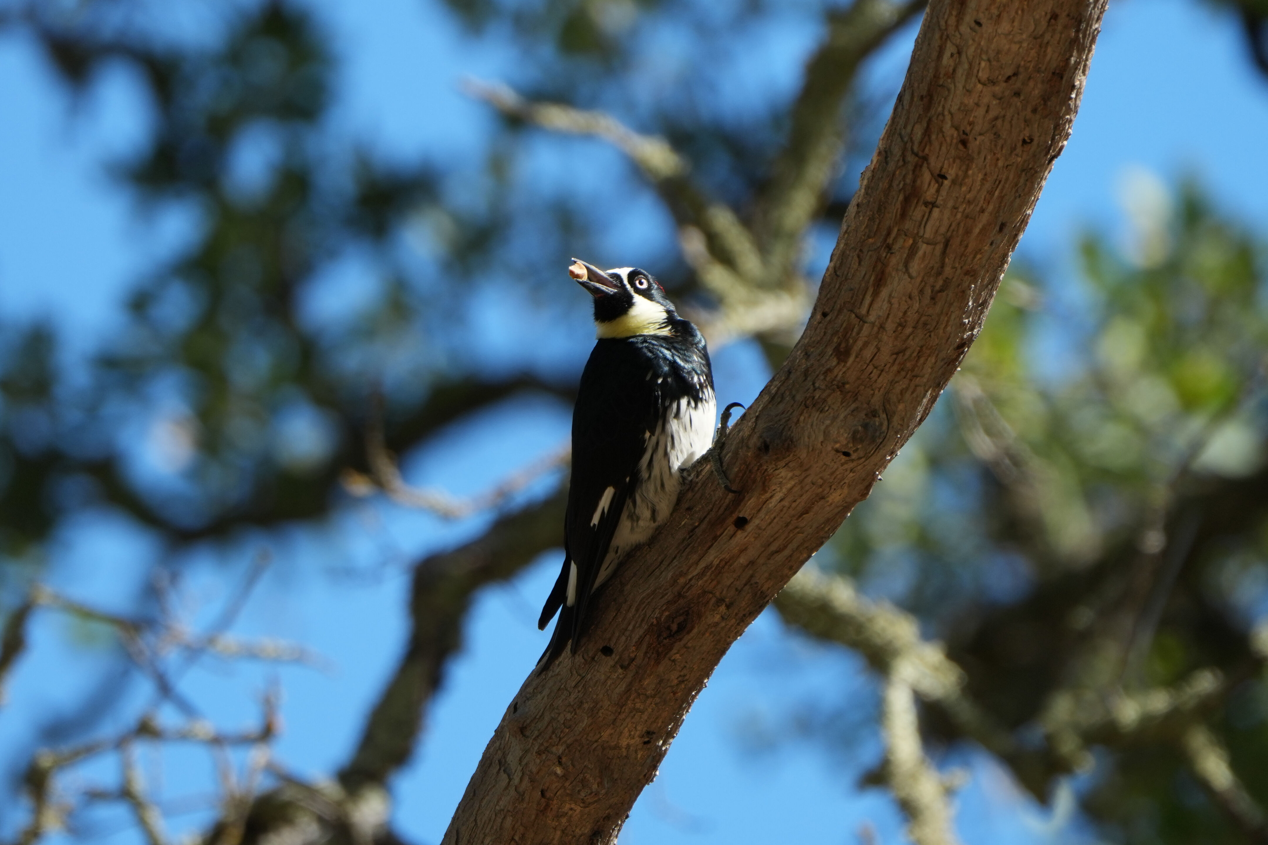 Ohlone Wilderness Trail