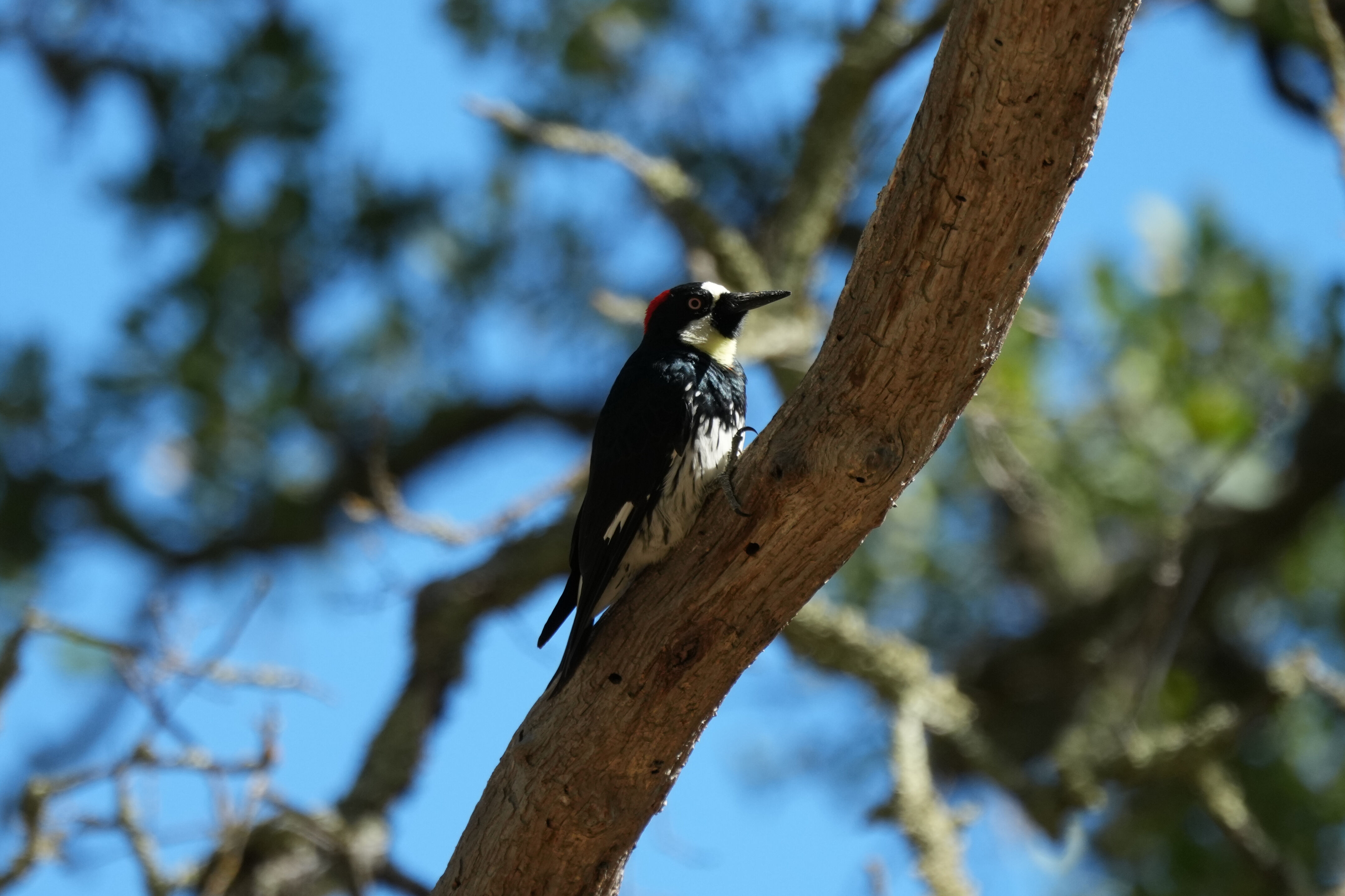 Ohlone Wilderness Trail