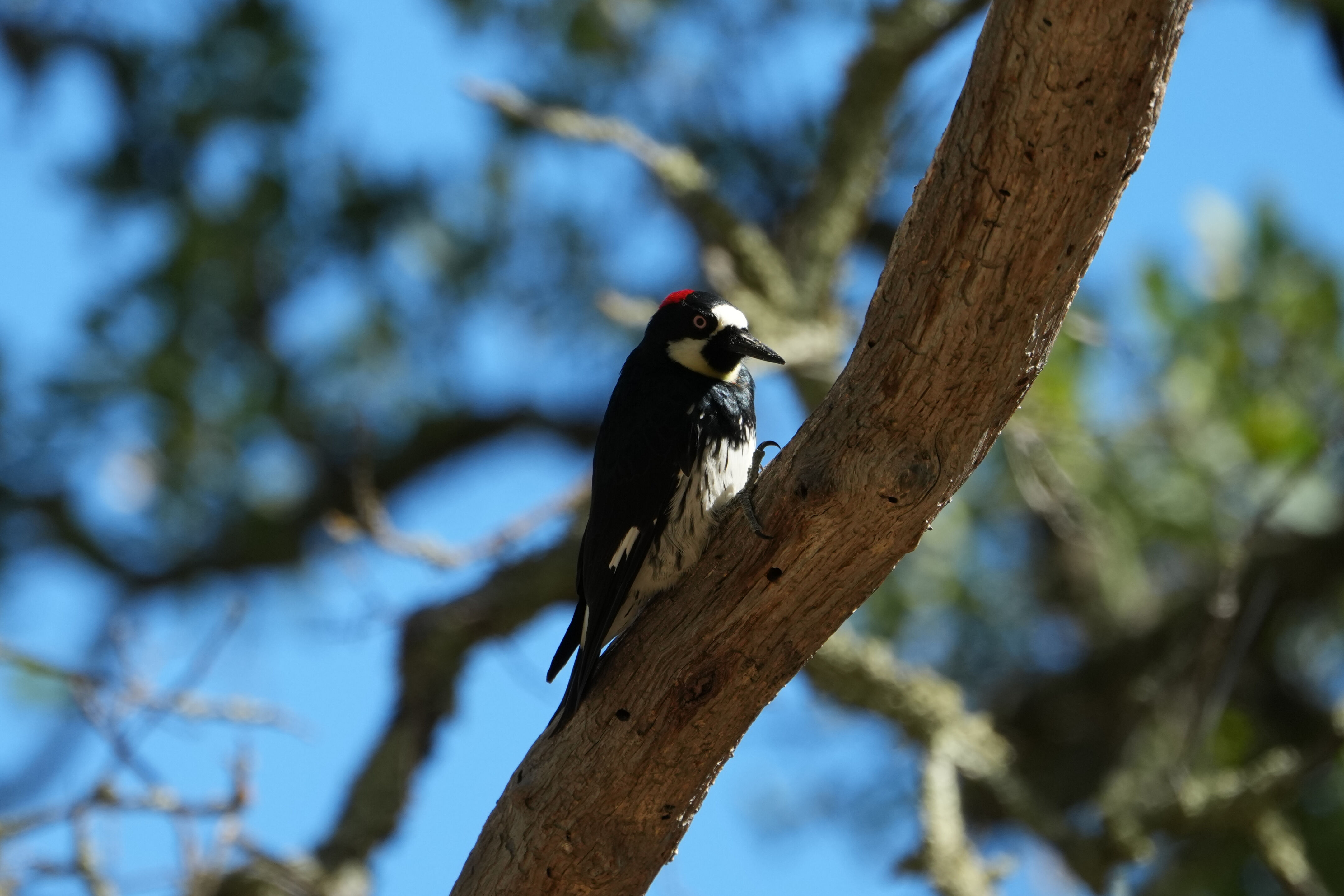 Ohlone Wilderness Trail