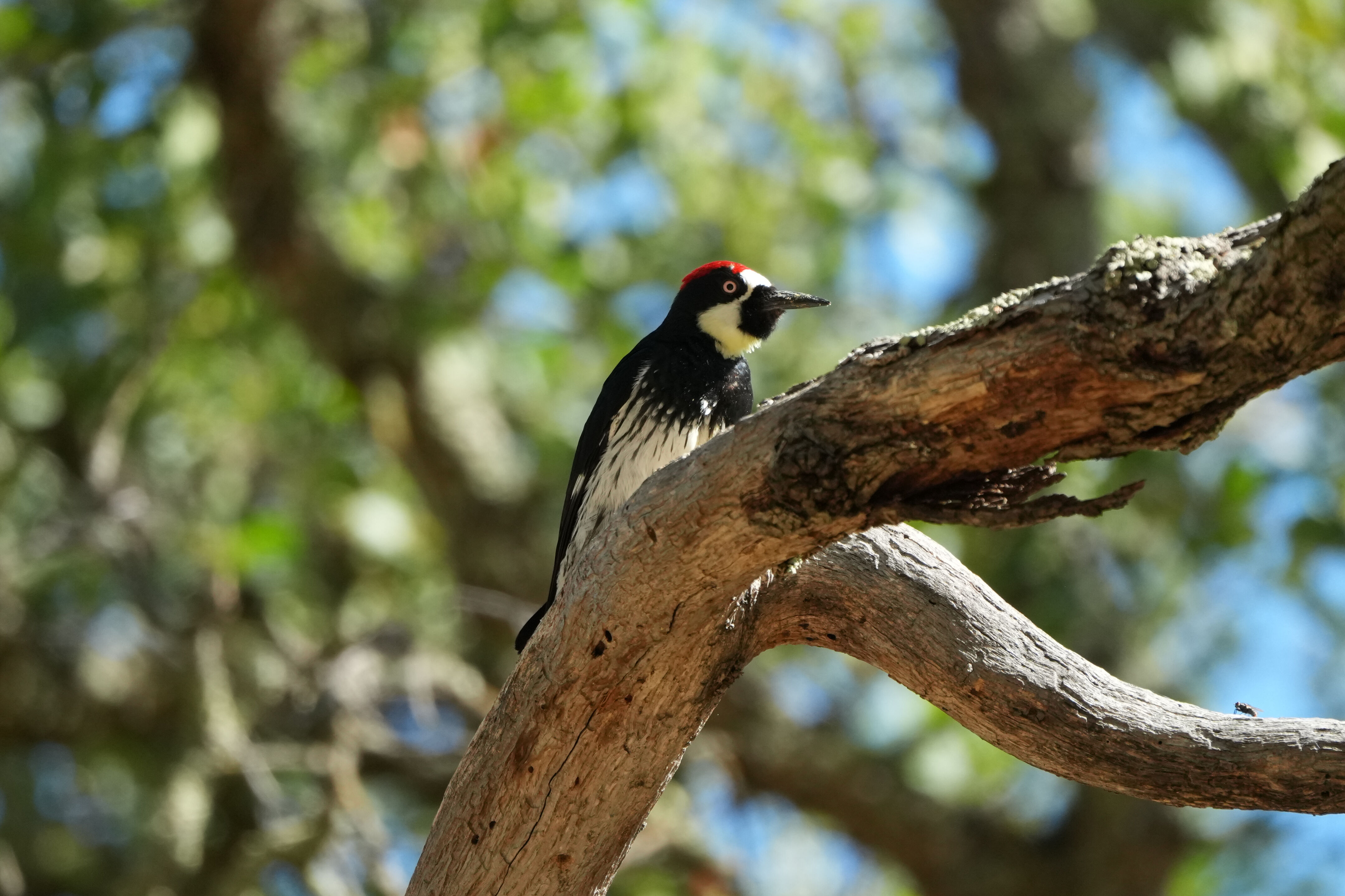 Ohlone Wilderness Trail