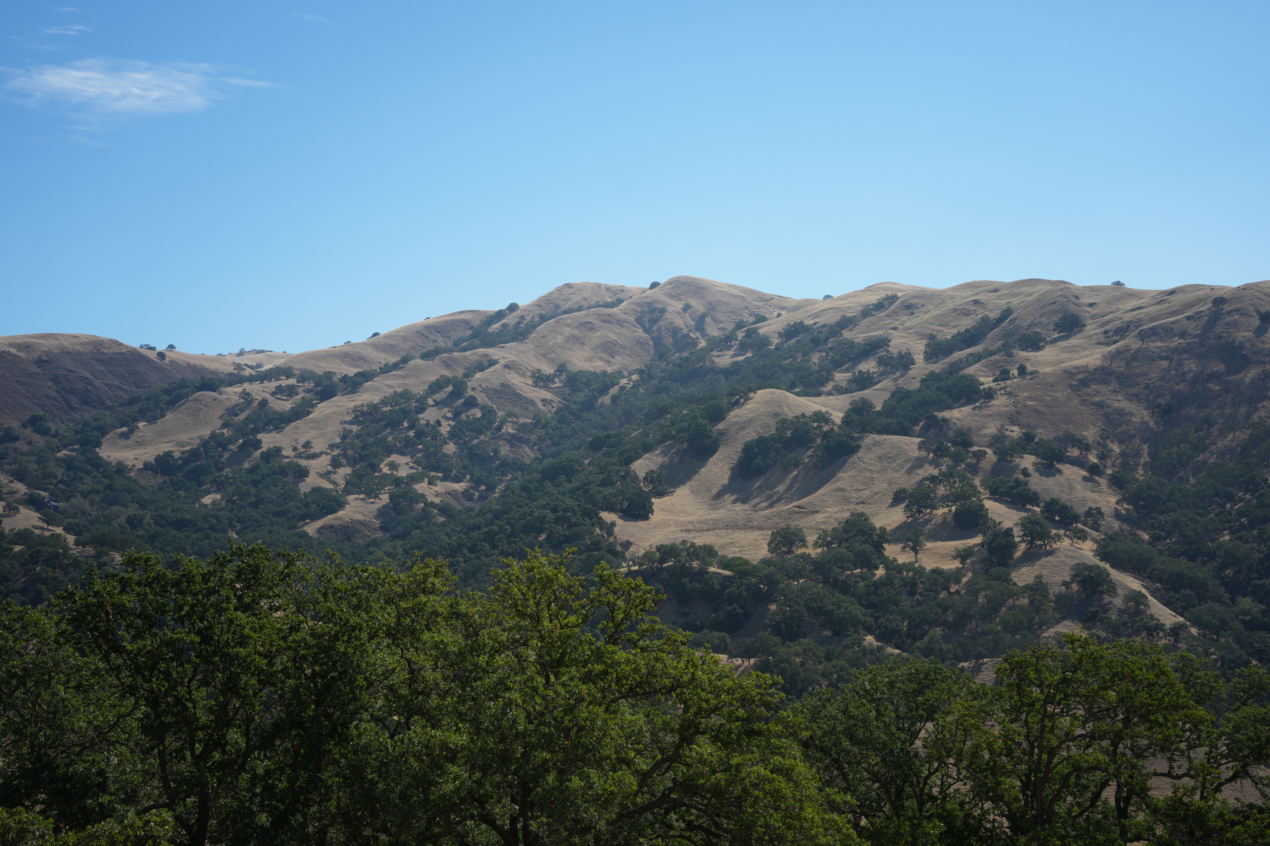 Ohlone Wilderness Trail