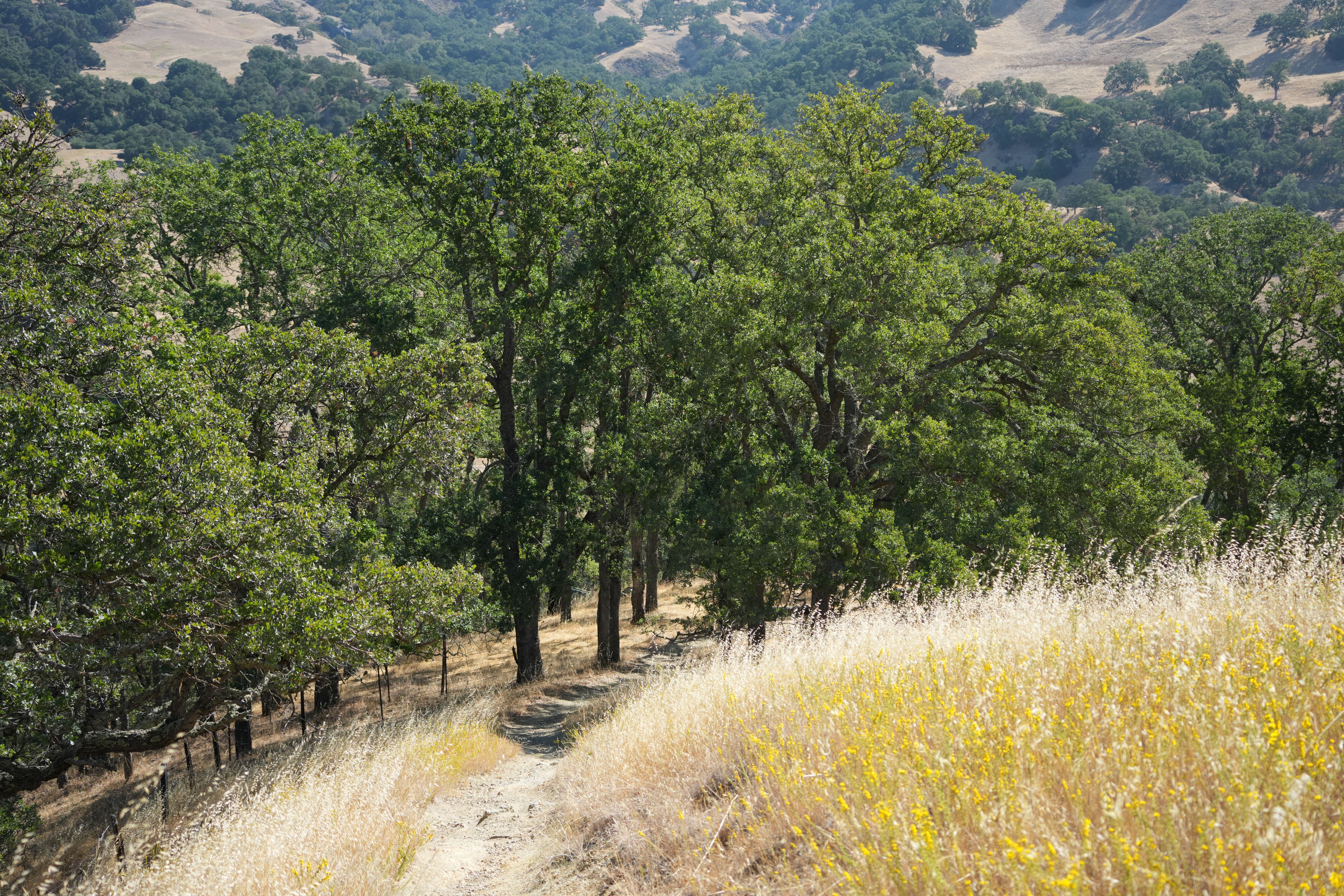 Ohlone Wilderness Trail