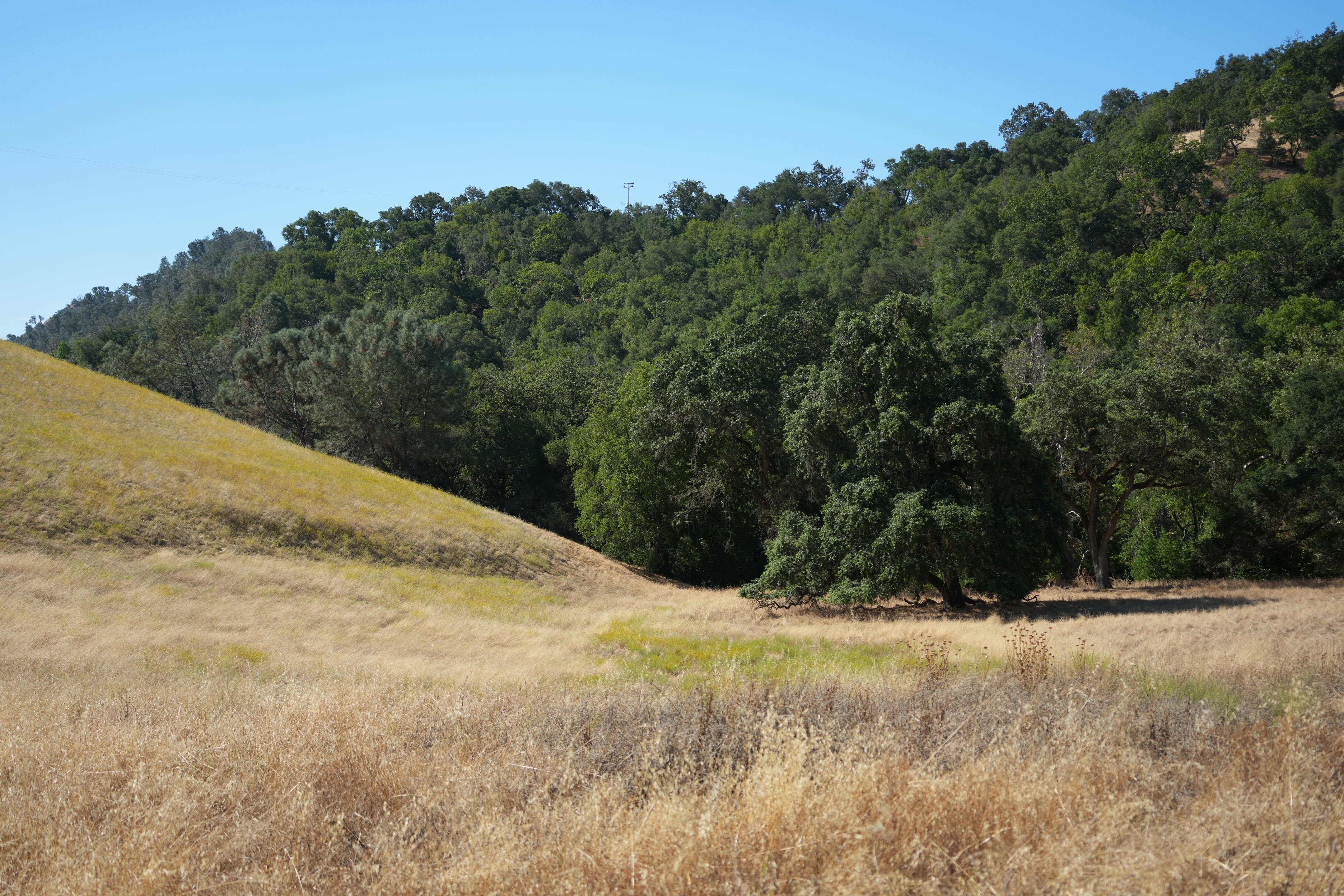 Ohlone Wilderness Trail
