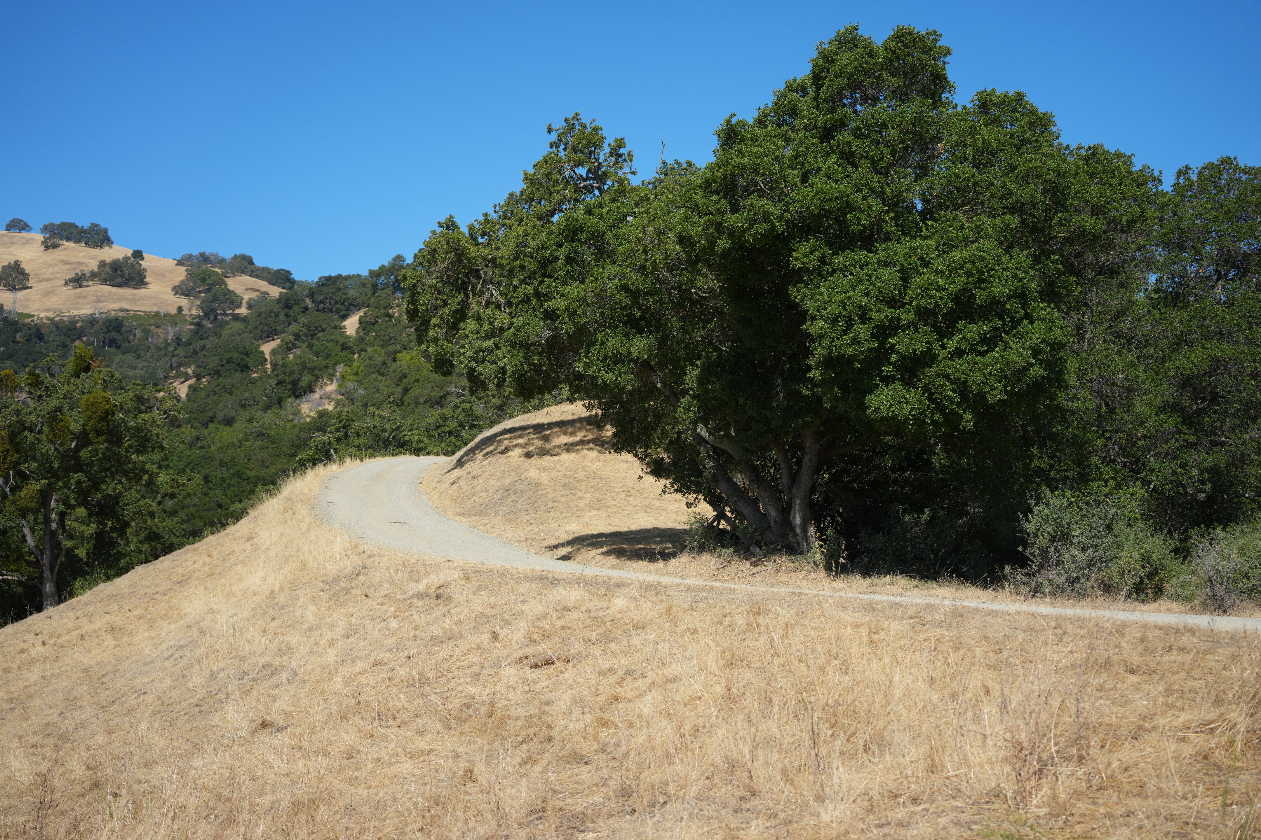 Ohlone Wilderness Trail