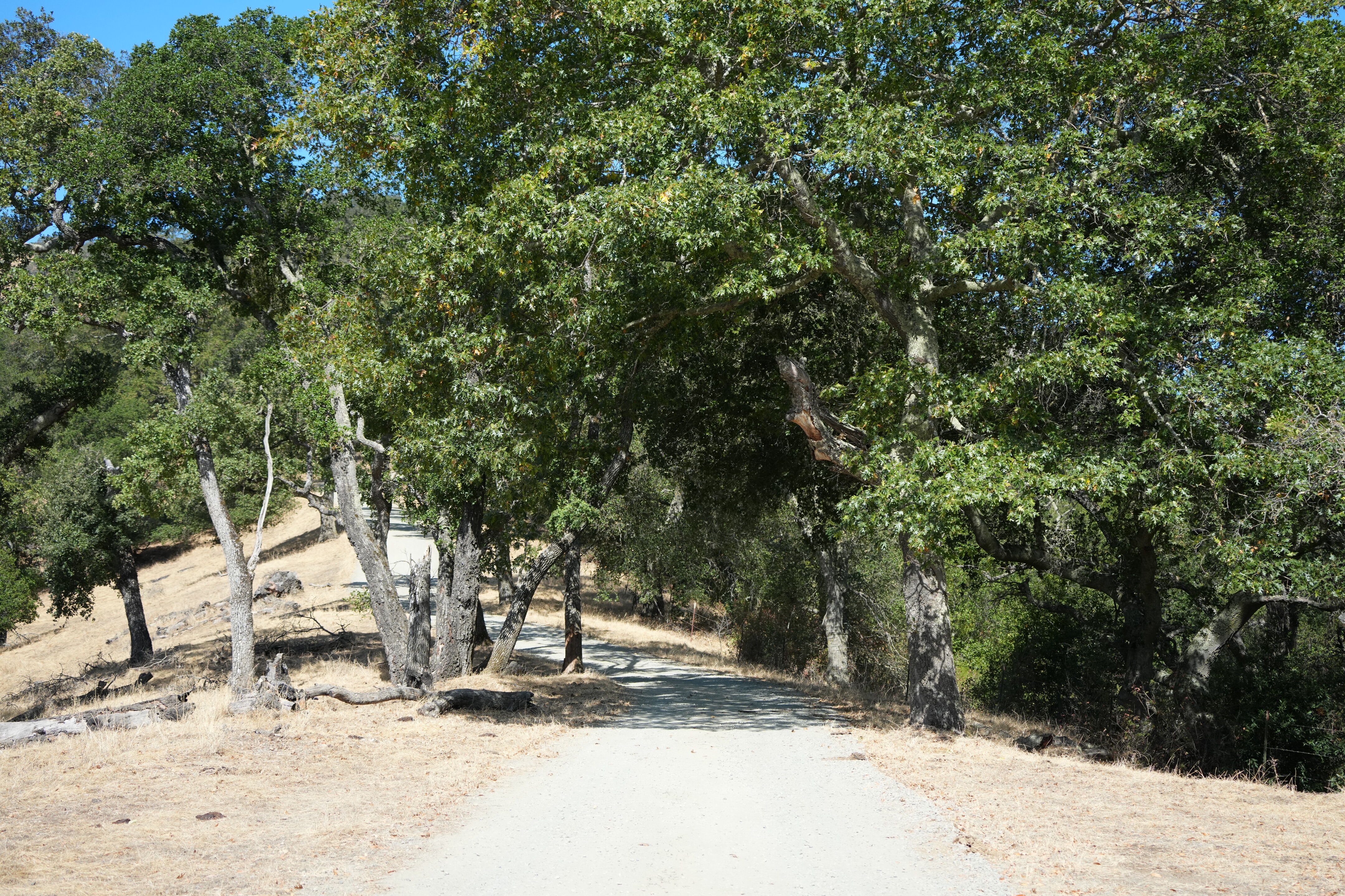 Ohlone Wilderness Trail