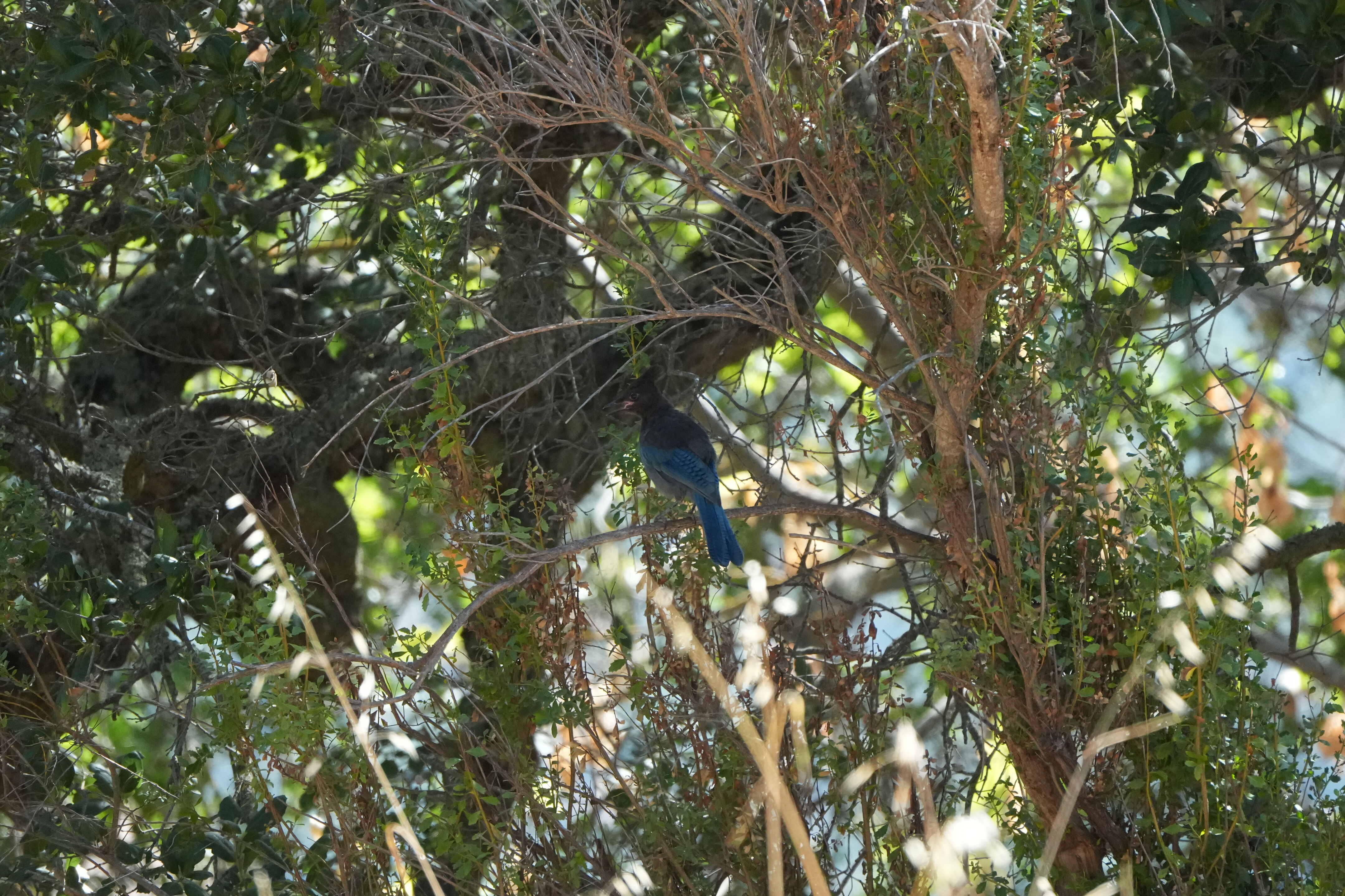 Ohlone Wilderness Trail