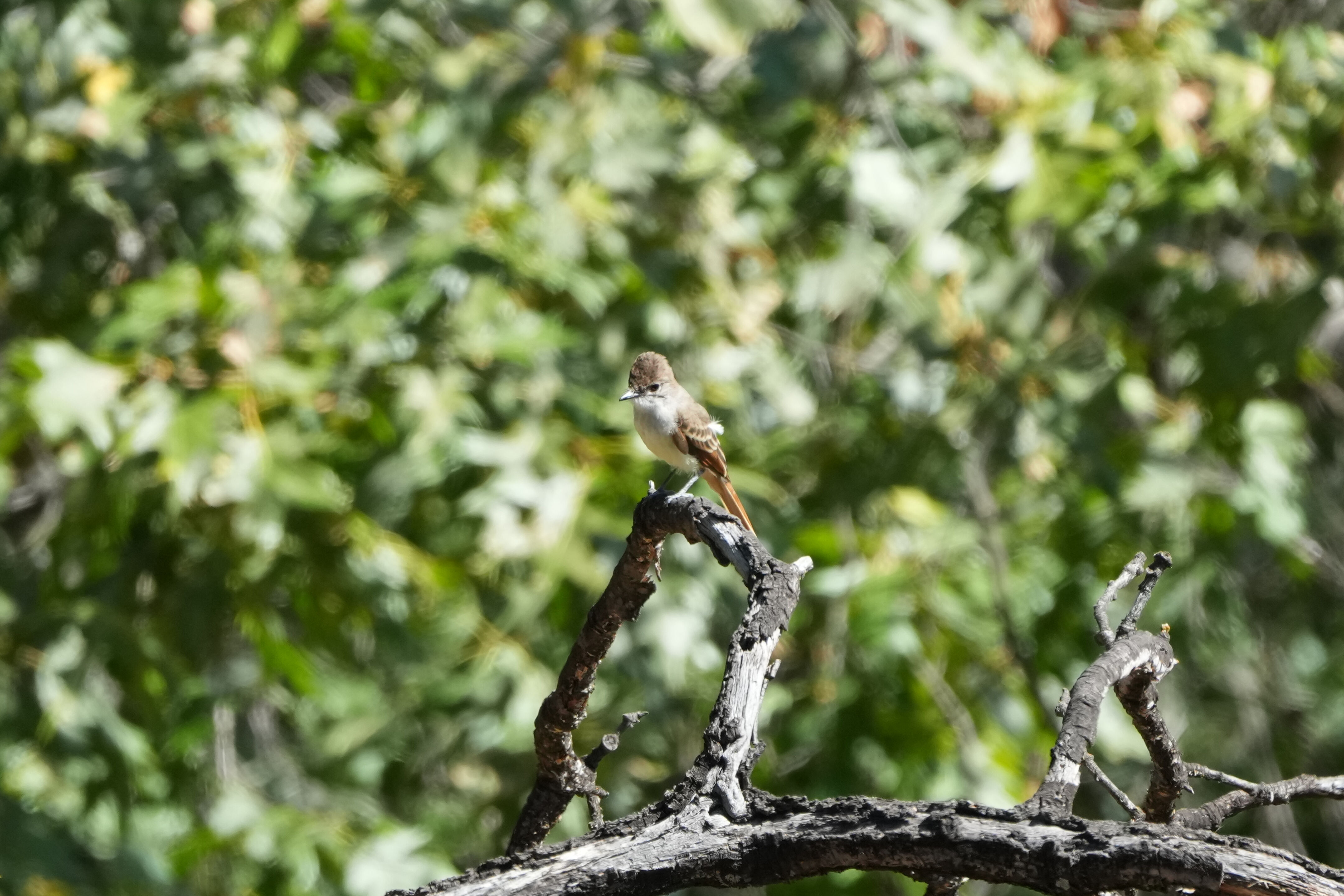 Ohlone Wilderness Trail