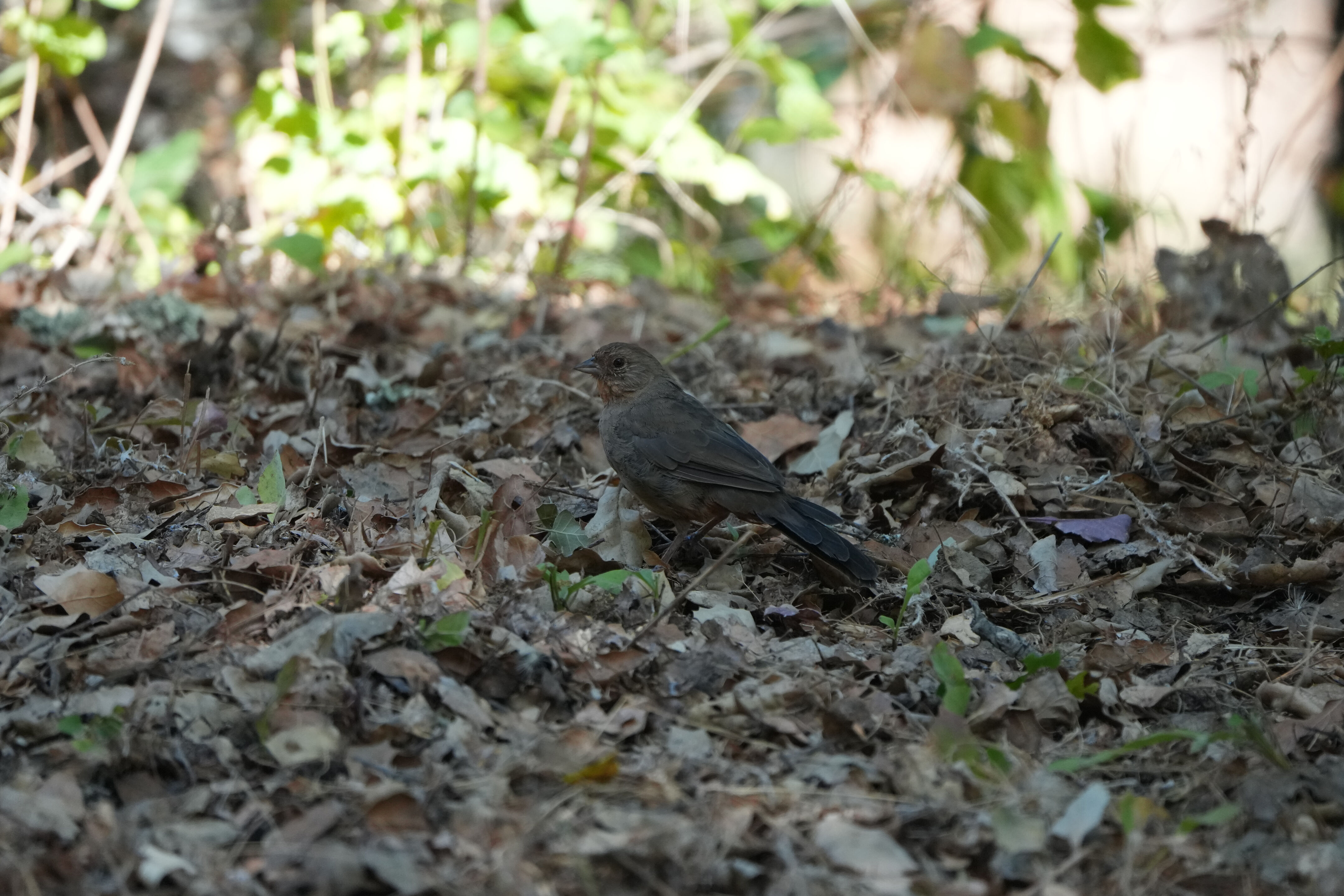 Ohlone Wilderness Trail