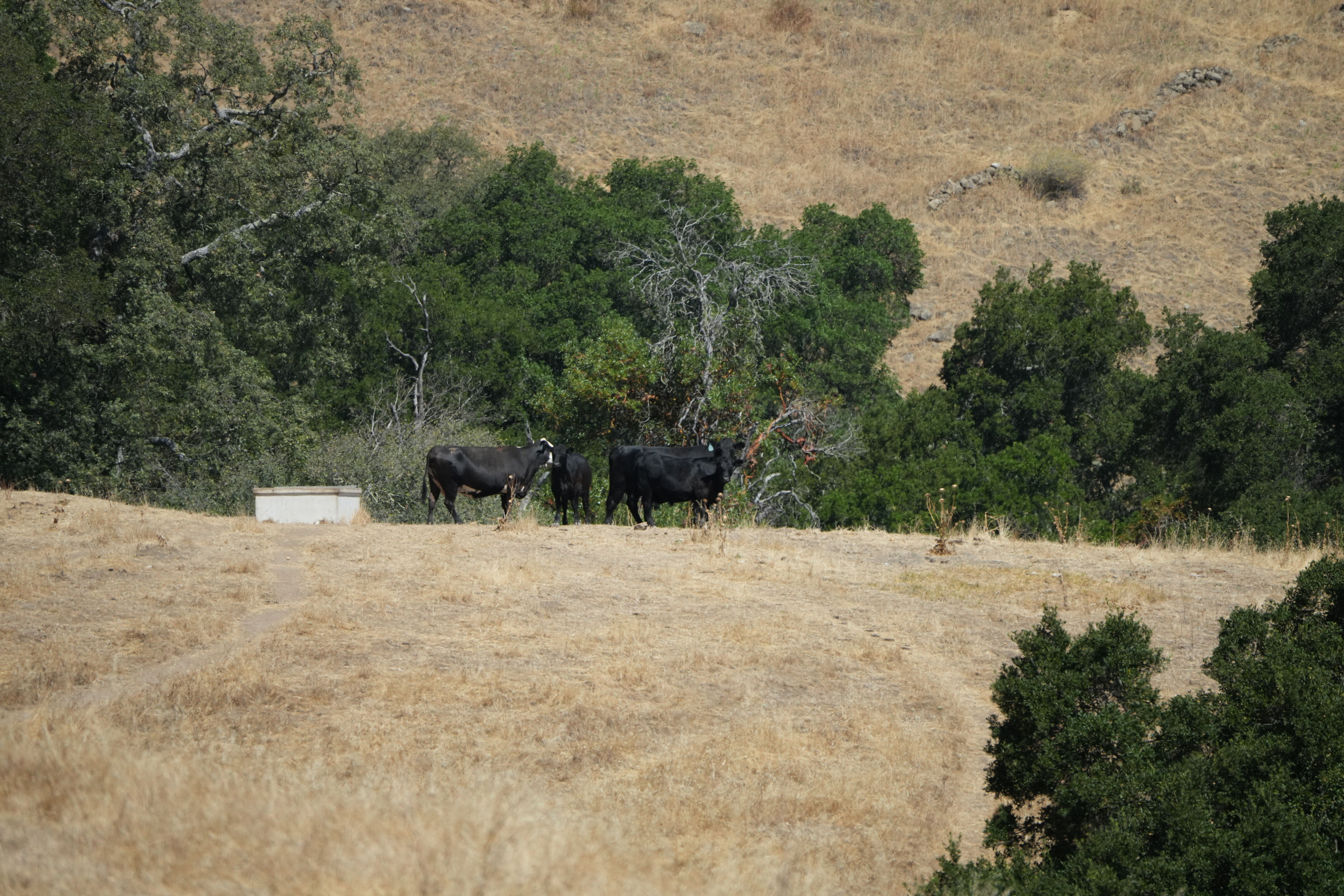 Ohlone Wilderness Trail