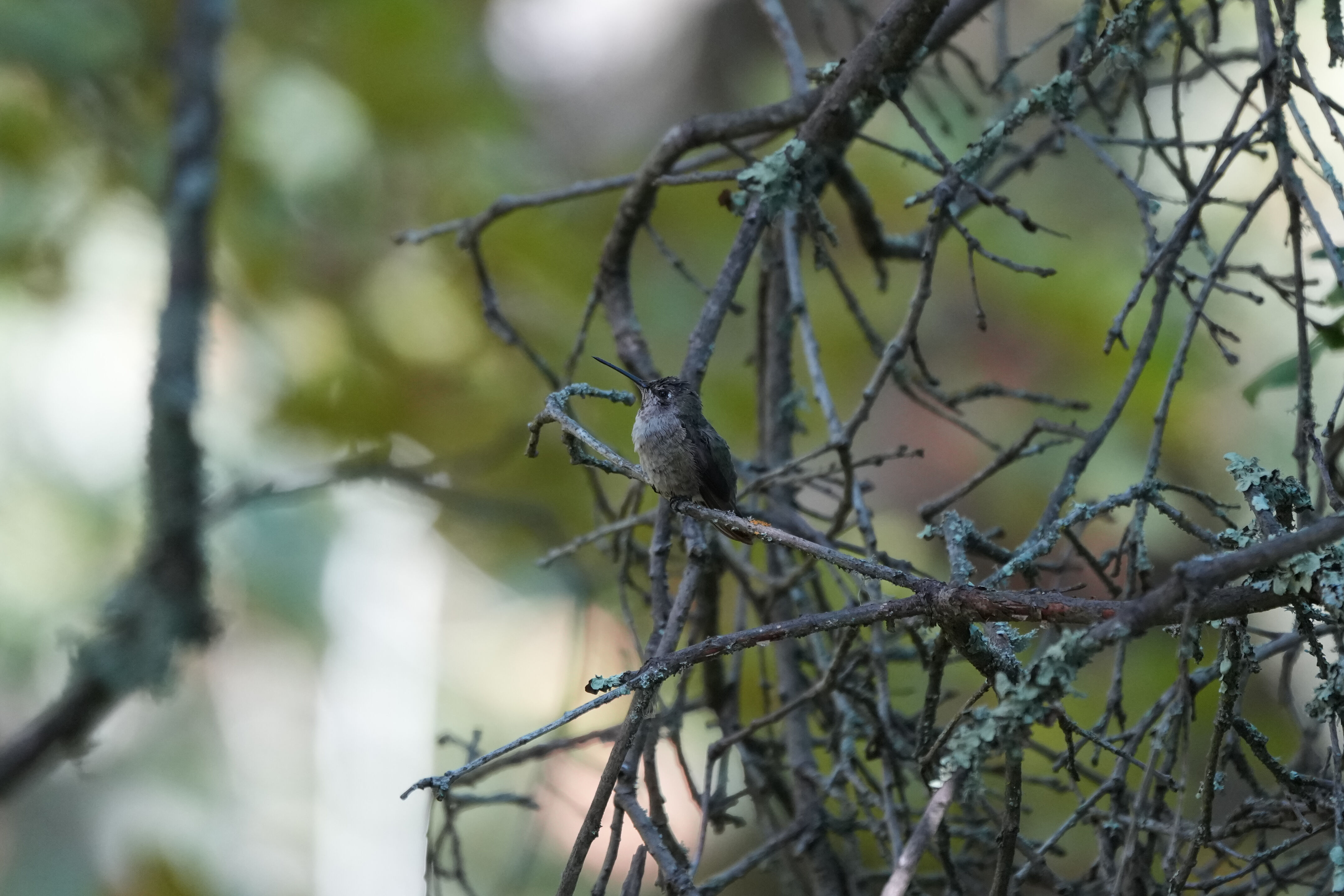 Ohlone Wilderness Trail