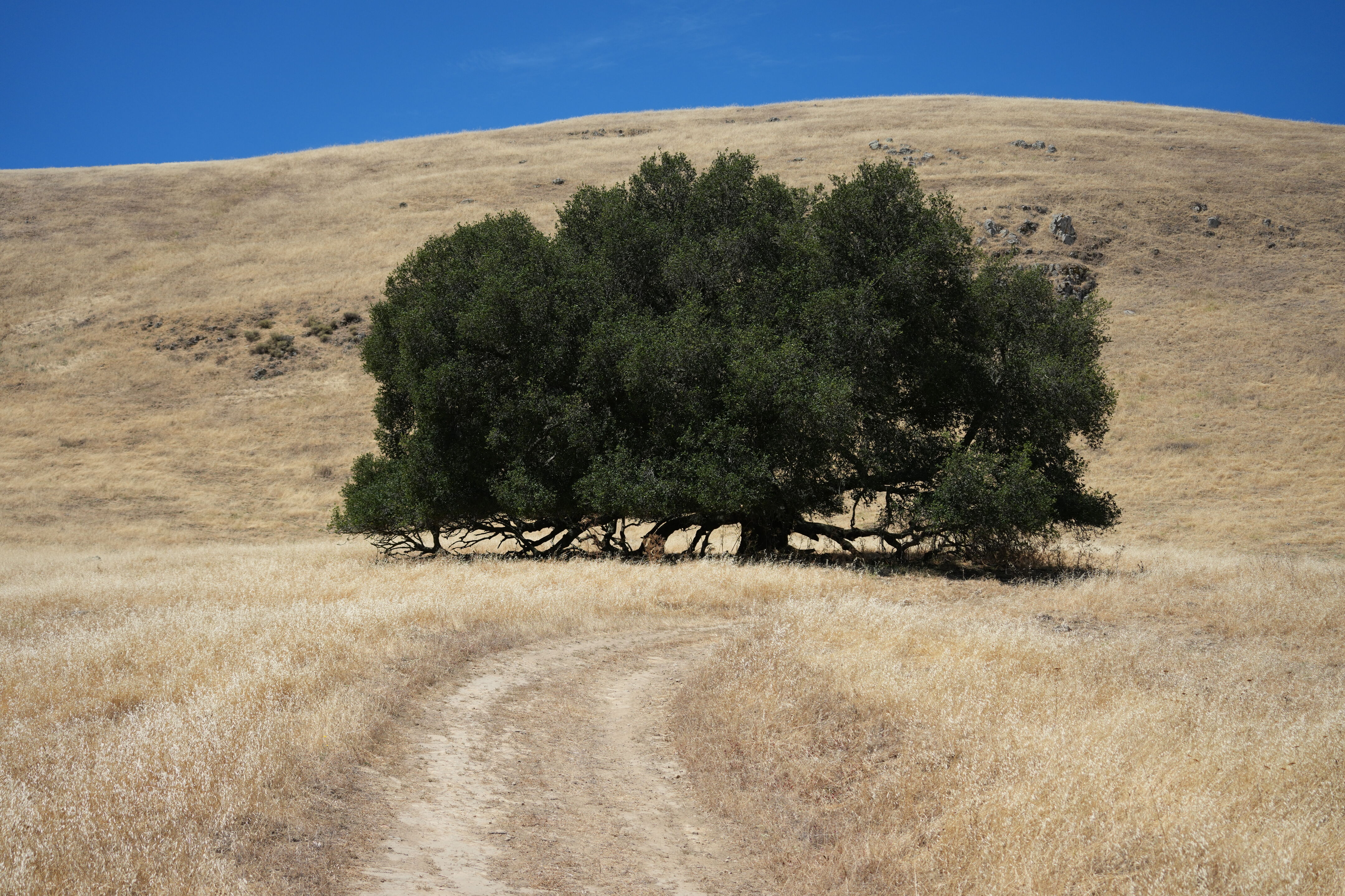 Ohlone Wilderness Trail