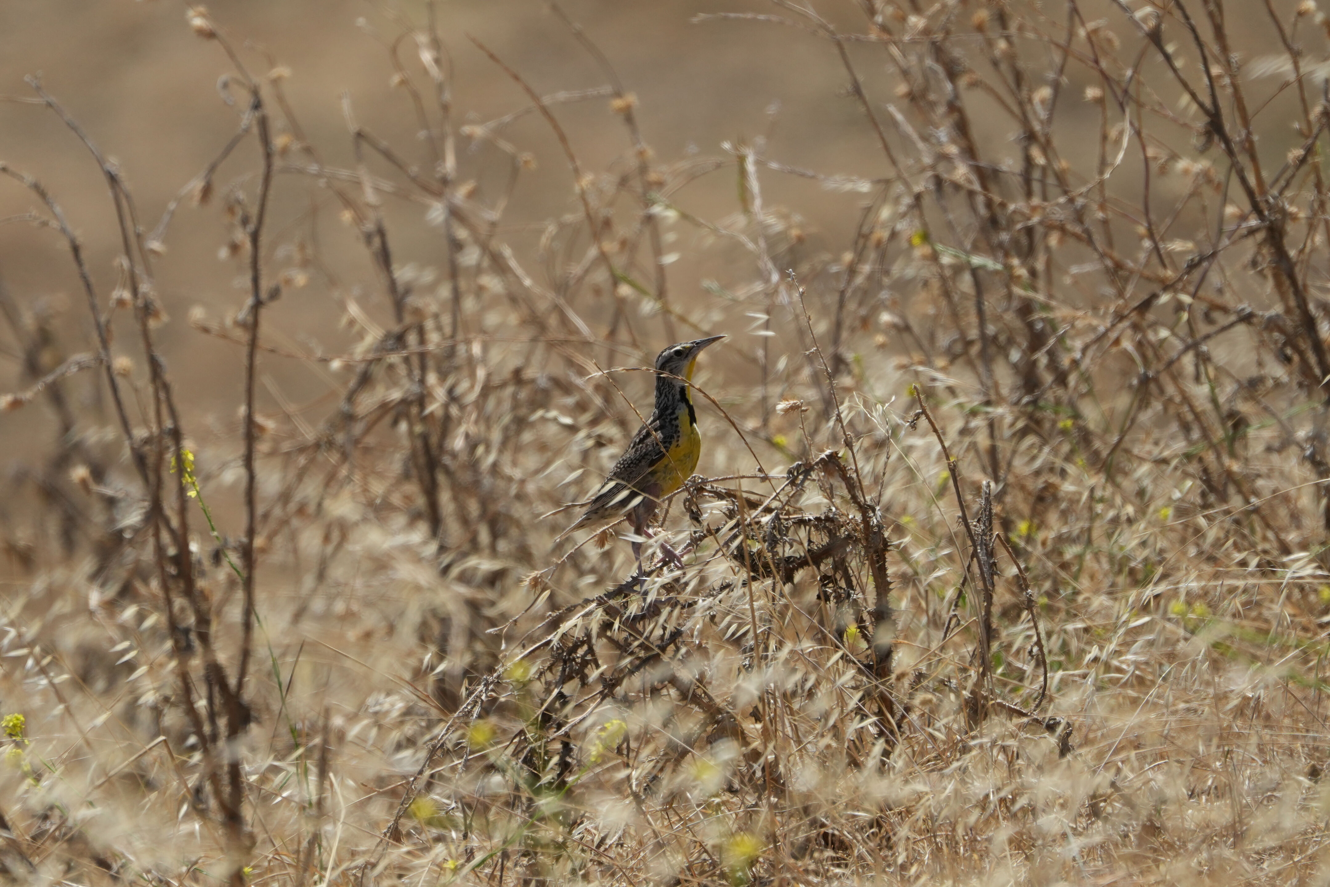 Ohlone Wilderness Trail